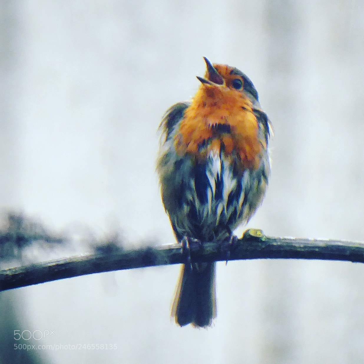 Panasonic Lumix DMC-ZS50 (Lumix DMC-TZ70) sample photo. Singing robin in a photography