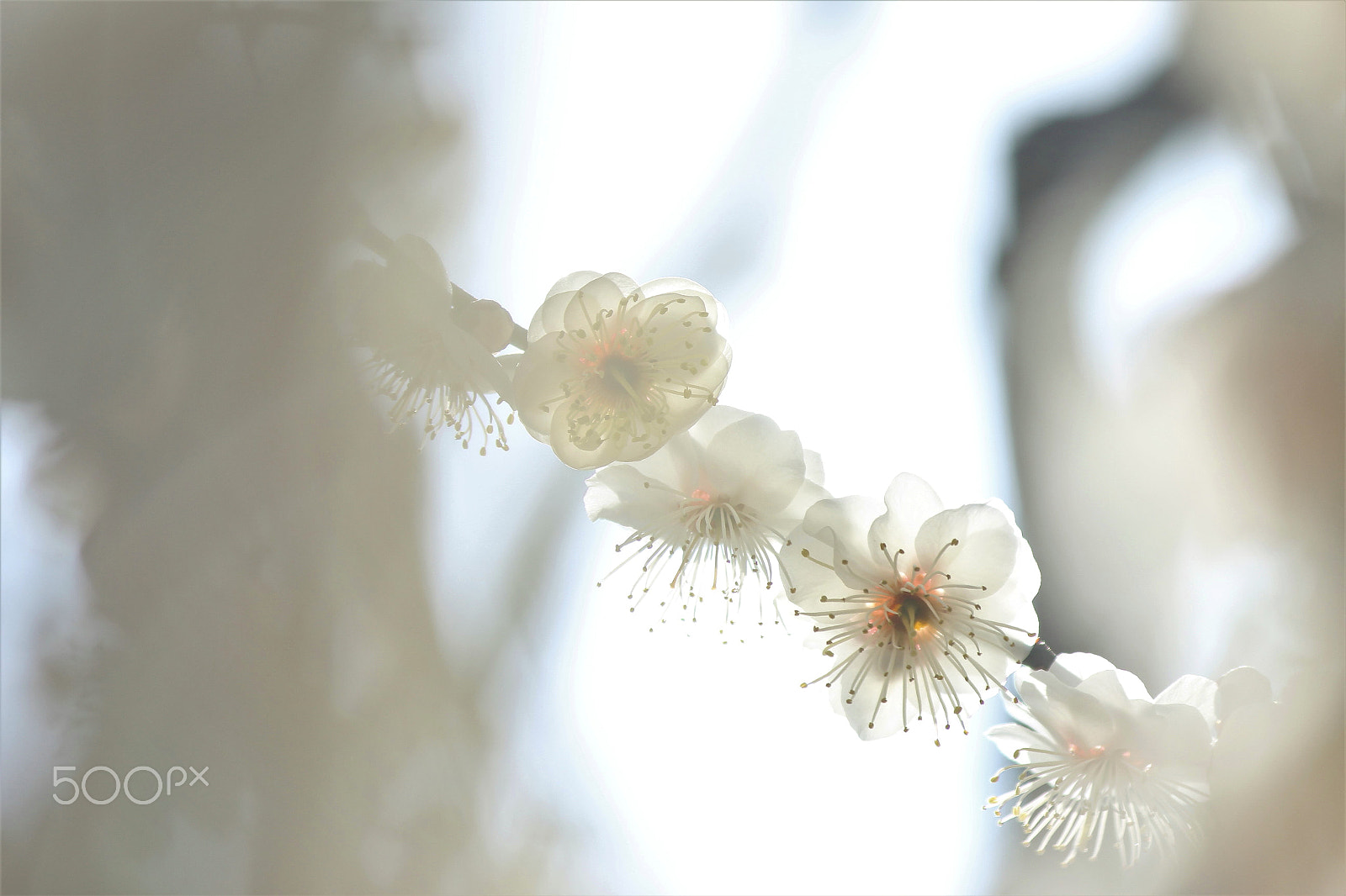 Canon EF-S 55-250mm F4-5.6 IS II sample photo. In the dream photography