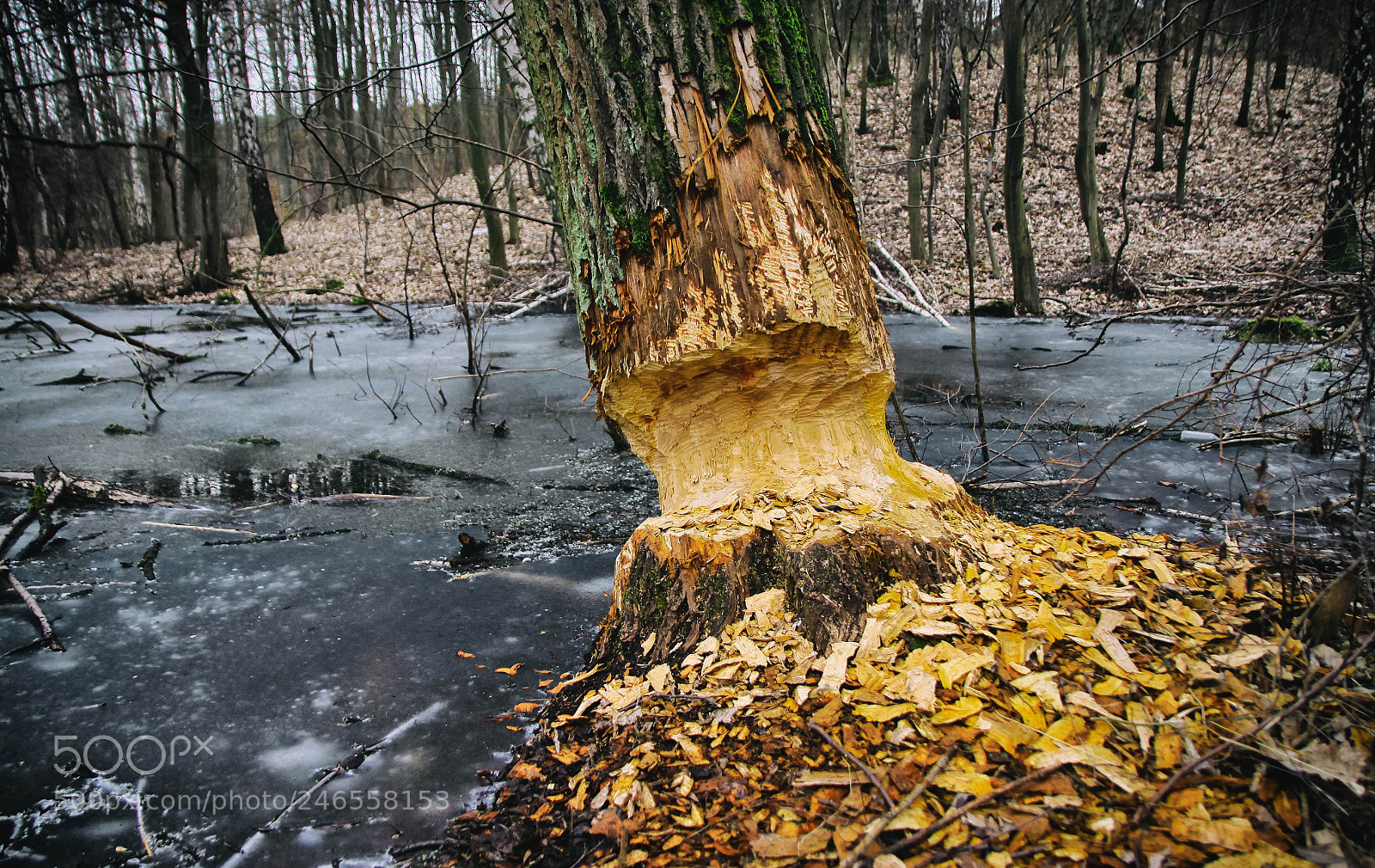 Canon EOS 50D sample photo. Polish beavers photography