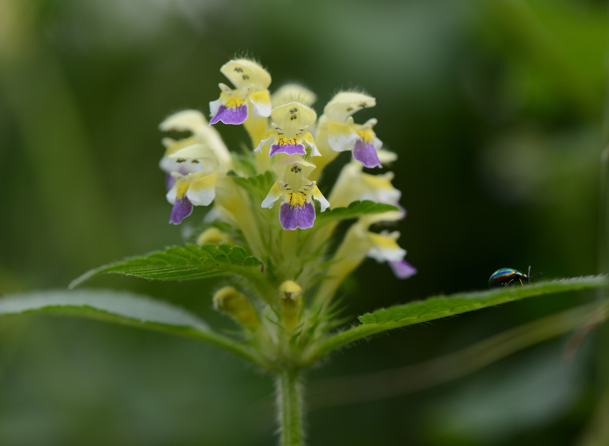 Nikon AF-S Micro-Nikkor 105mm F2.8G IF-ED VR sample photo. Galeopsis speciosa. photography