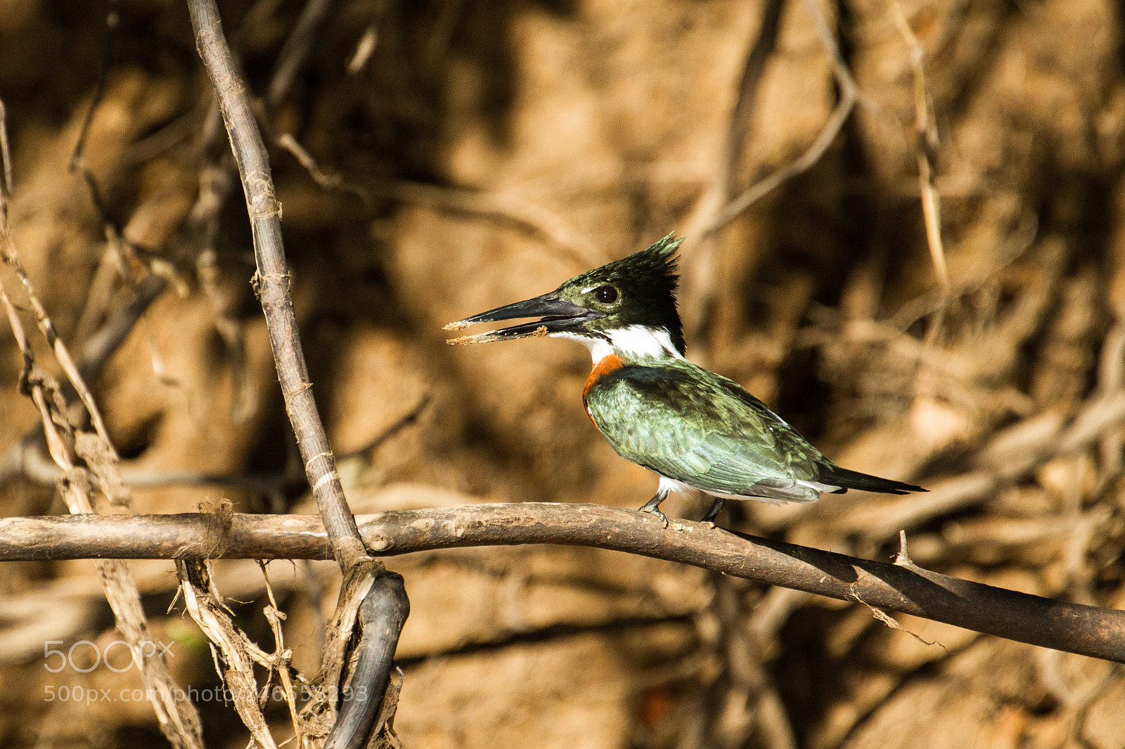 Canon EOS 7D sample photo. Green kingfisher photography