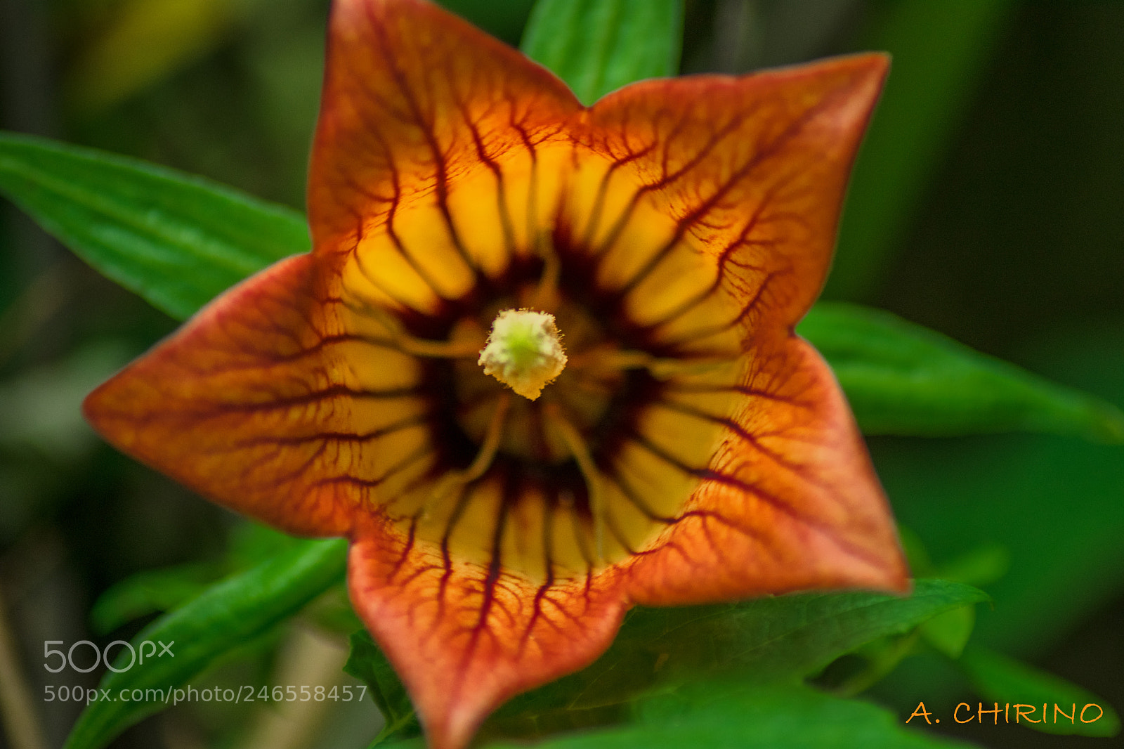 Nikon D3400 sample photo. Red flower photography