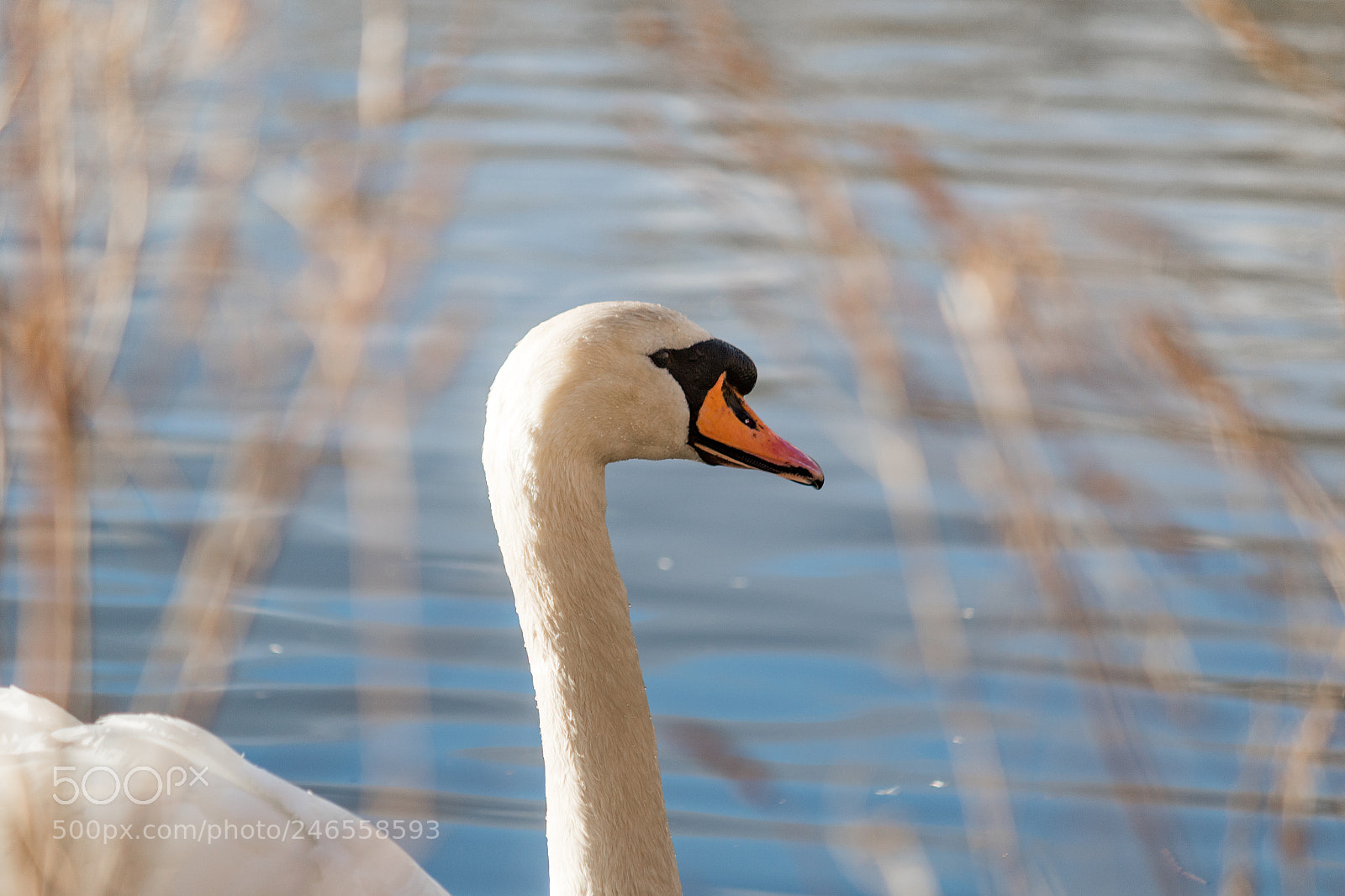 Canon EOS 7D Mark II sample photo. Cygne photography
