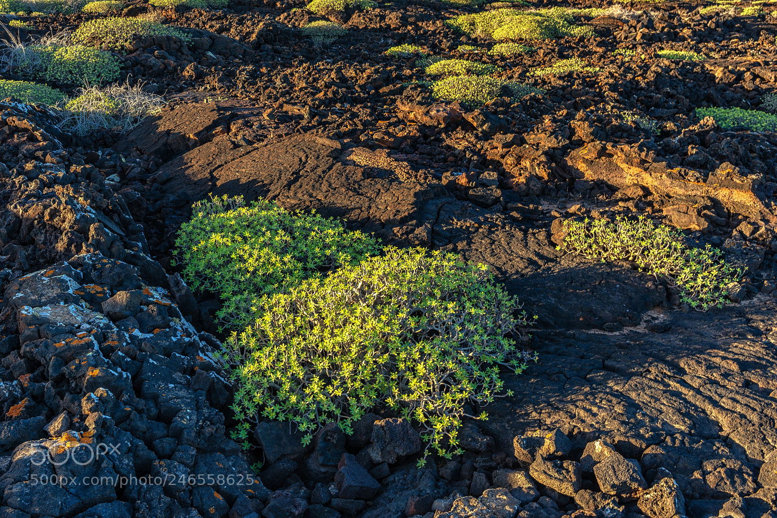 Nikon D800 sample photo. Light on lava photography