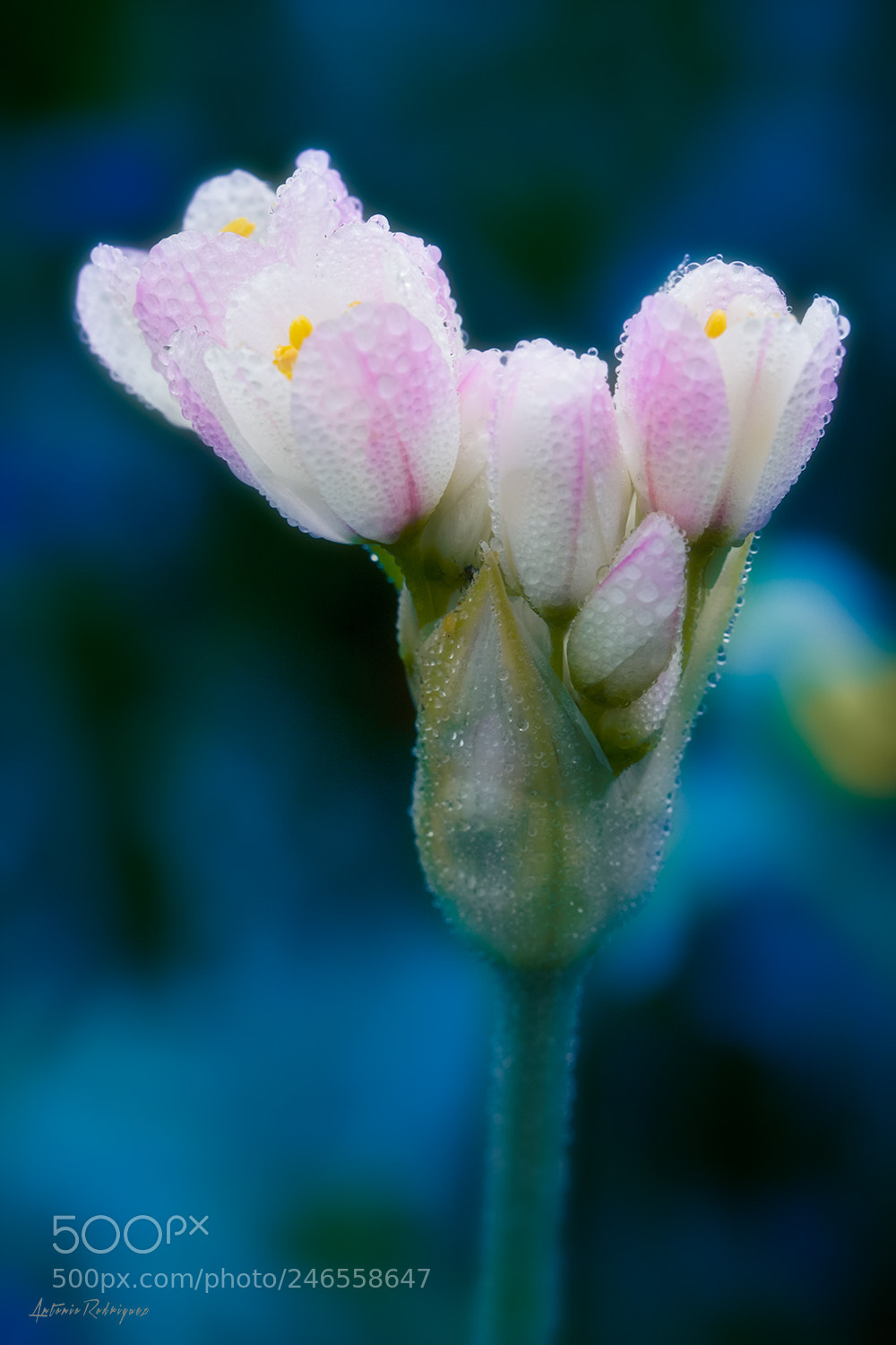 Nikon D7100 sample photo. Primavera photography