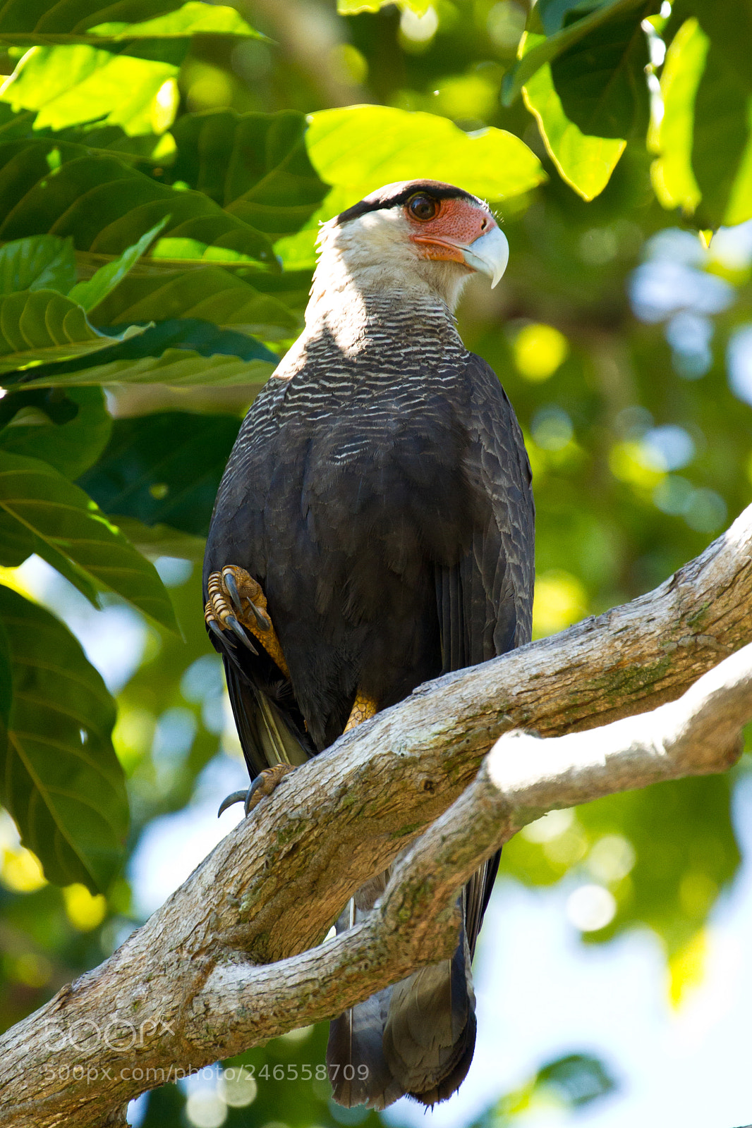 Canon EOS 7D sample photo. Crested caracara photography
