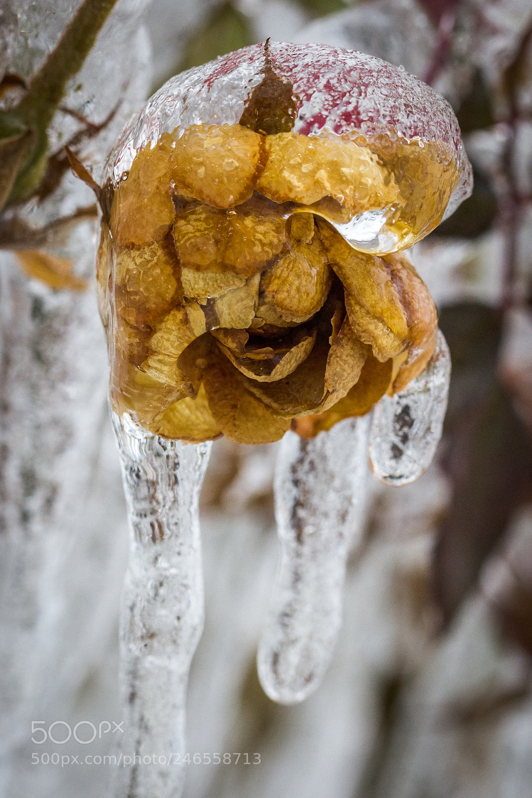 Canon EOS 60D sample photo. Frozen photography