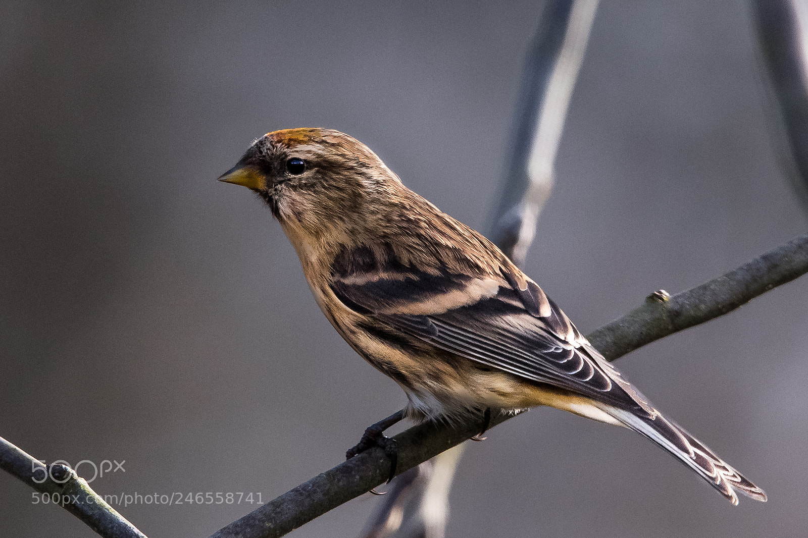 Nikon D850 sample photo. Finch photography