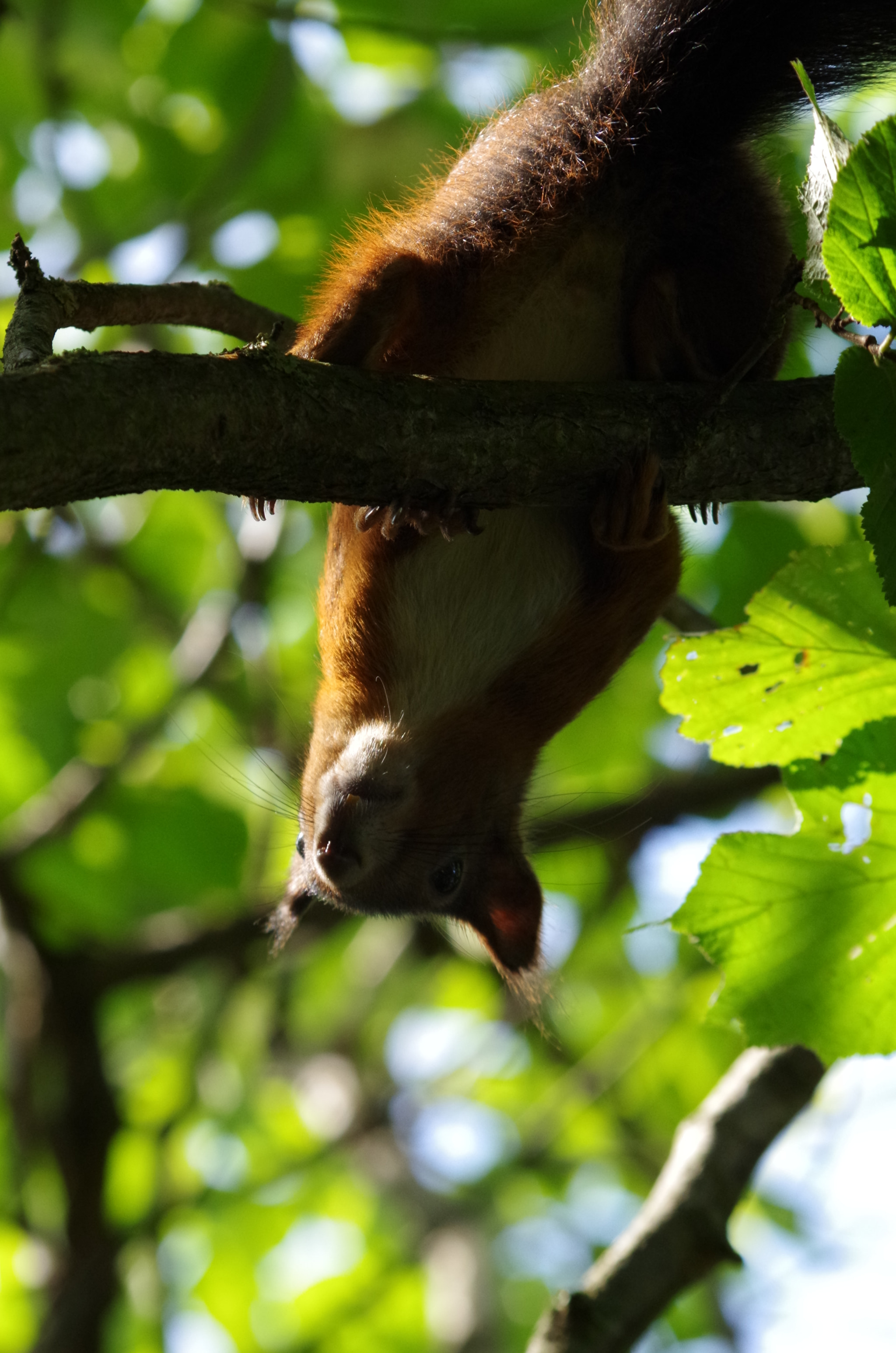 Pentax K-50 sample photo