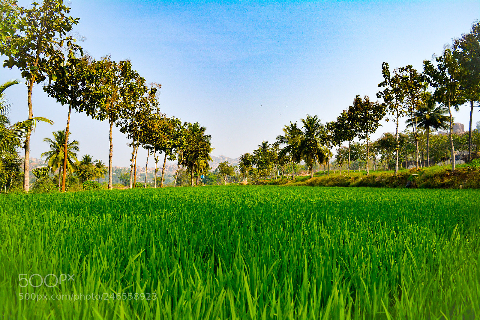 Nikon D5200 sample photo. Green essence photography