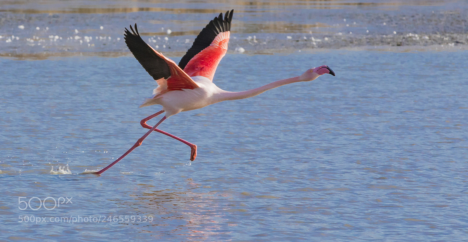 Canon EOS 7D Mark II sample photo. Pink flamingo photography