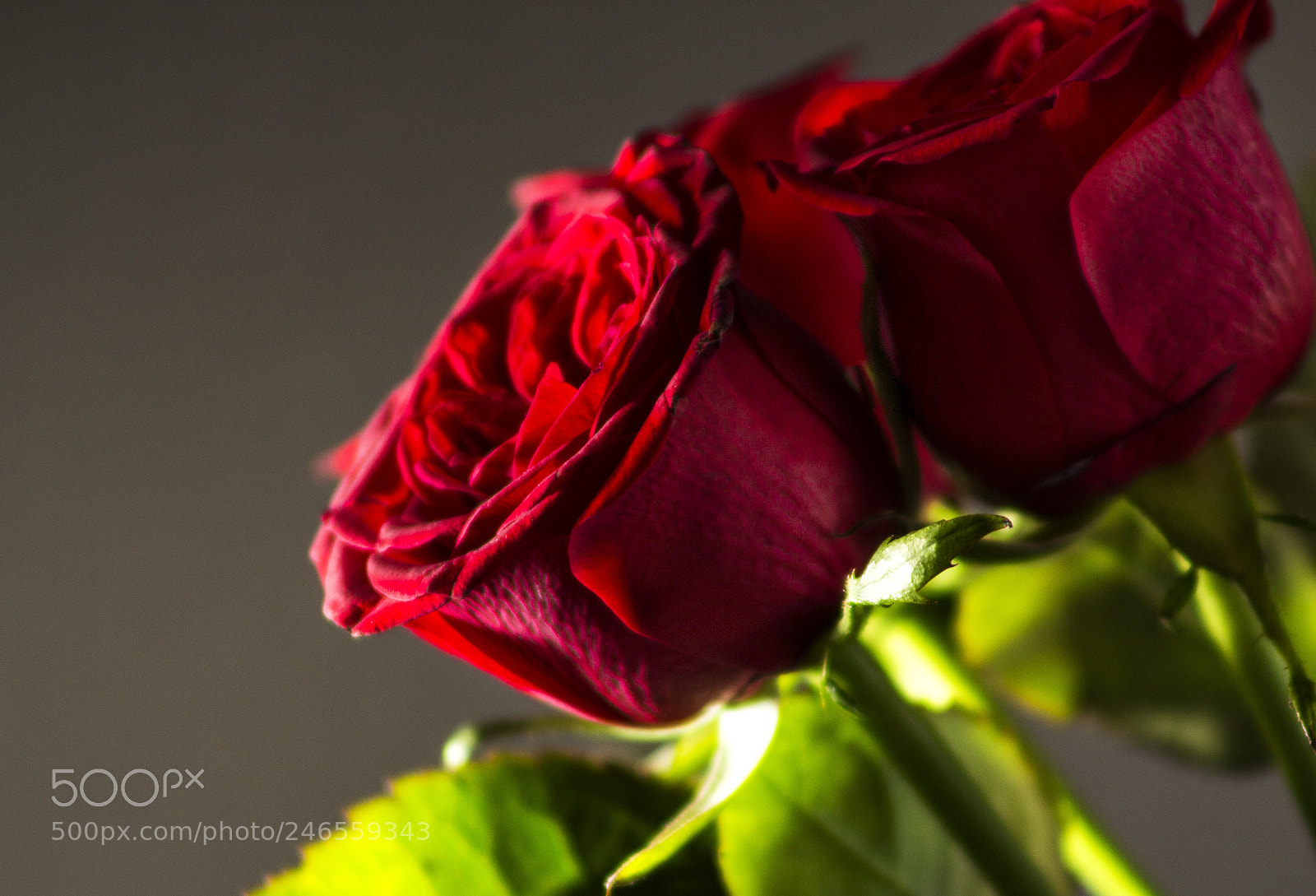 Canon EOS 700D (EOS Rebel T5i / EOS Kiss X7i) sample photo. Roses photography