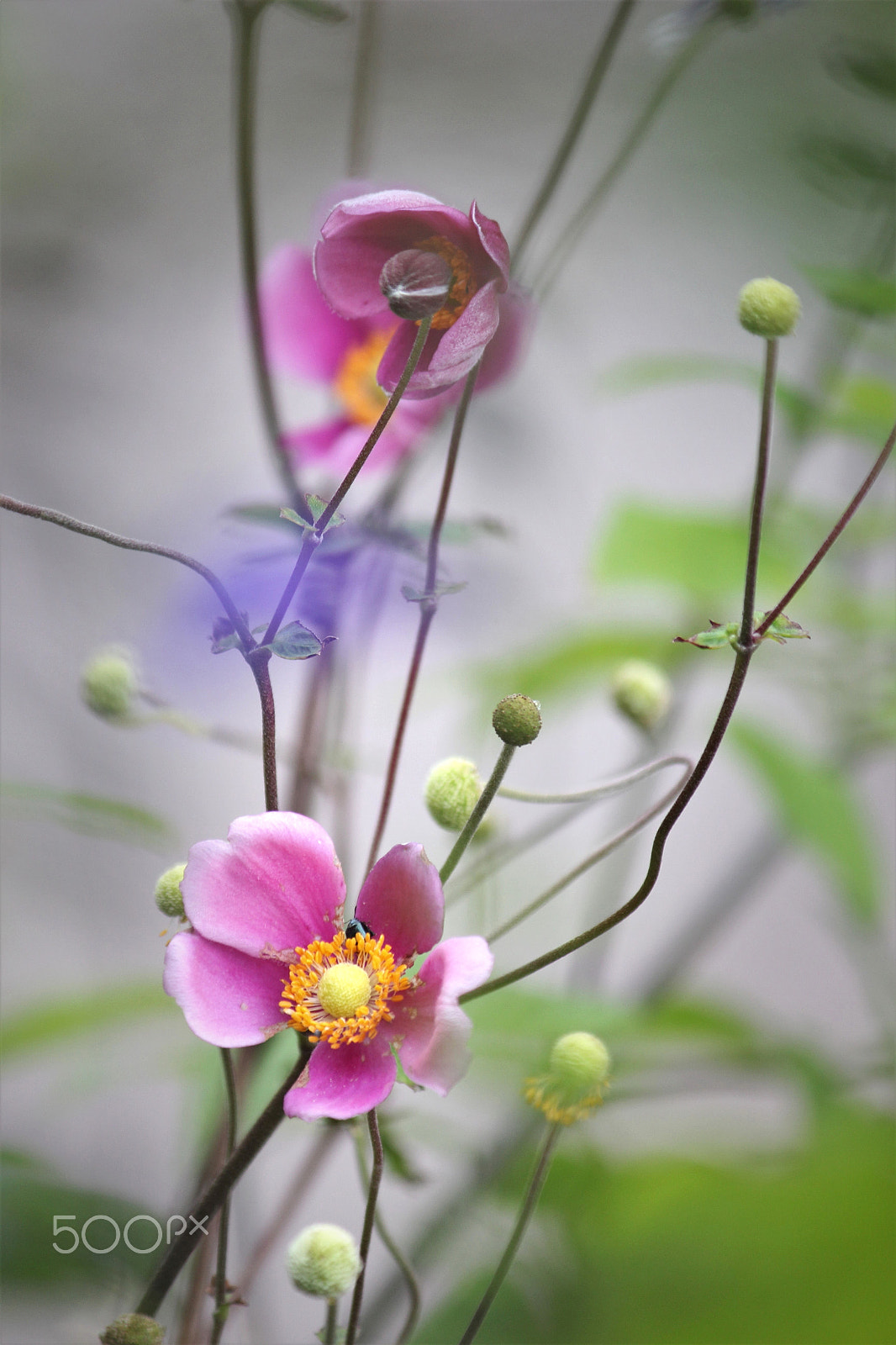 Canon EF-S 55-250mm F4-5.6 IS II sample photo. Look at me photography