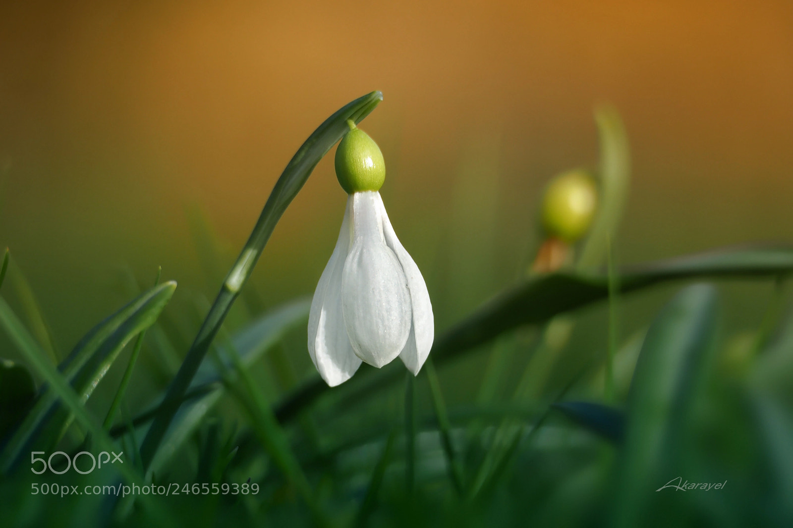 Olympus OM-D E-M5 II sample photo. Snowdrop.. photography