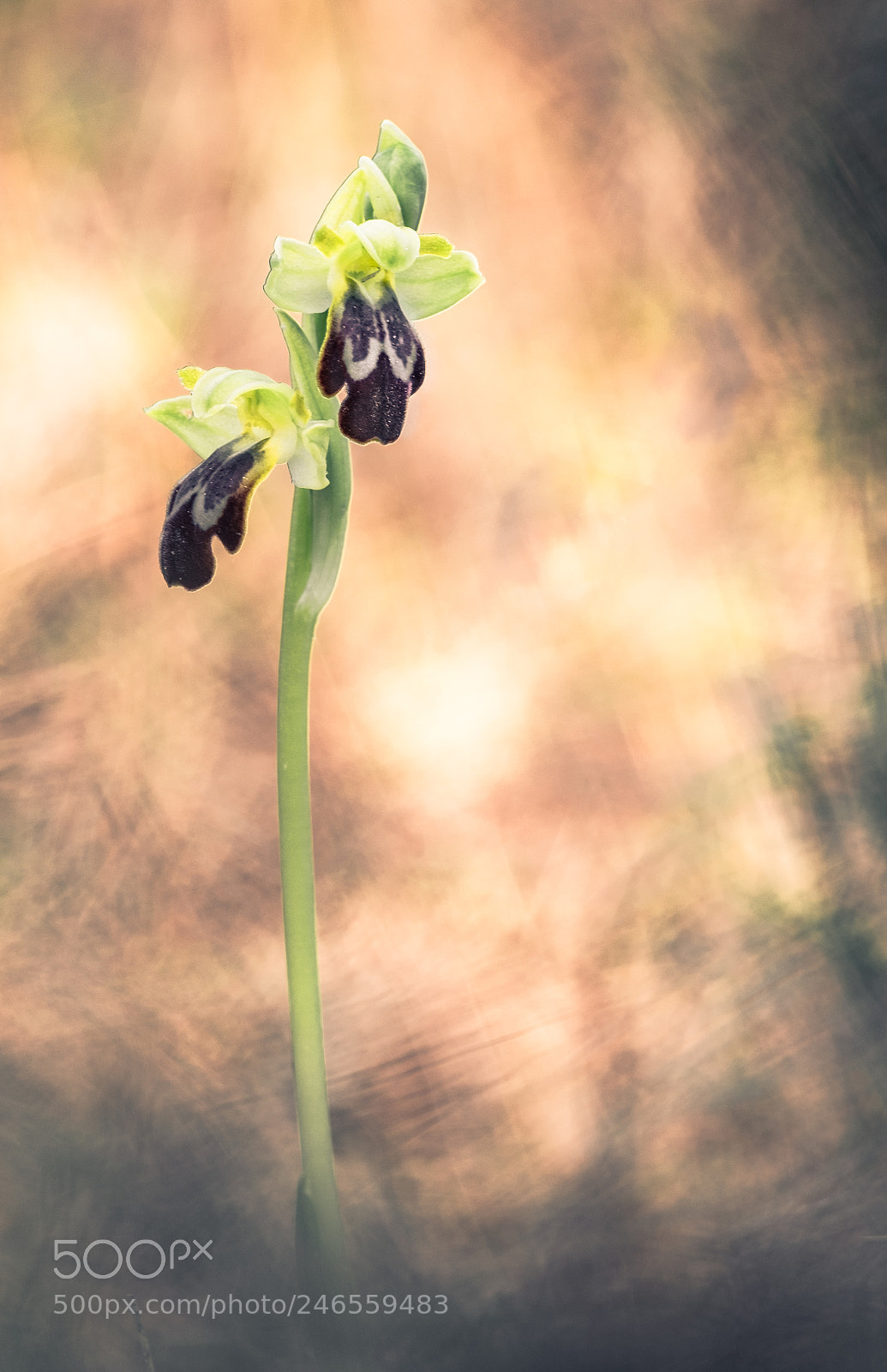 Fujifilm X-T10 sample photo. Ophrys fusca 18´ photography