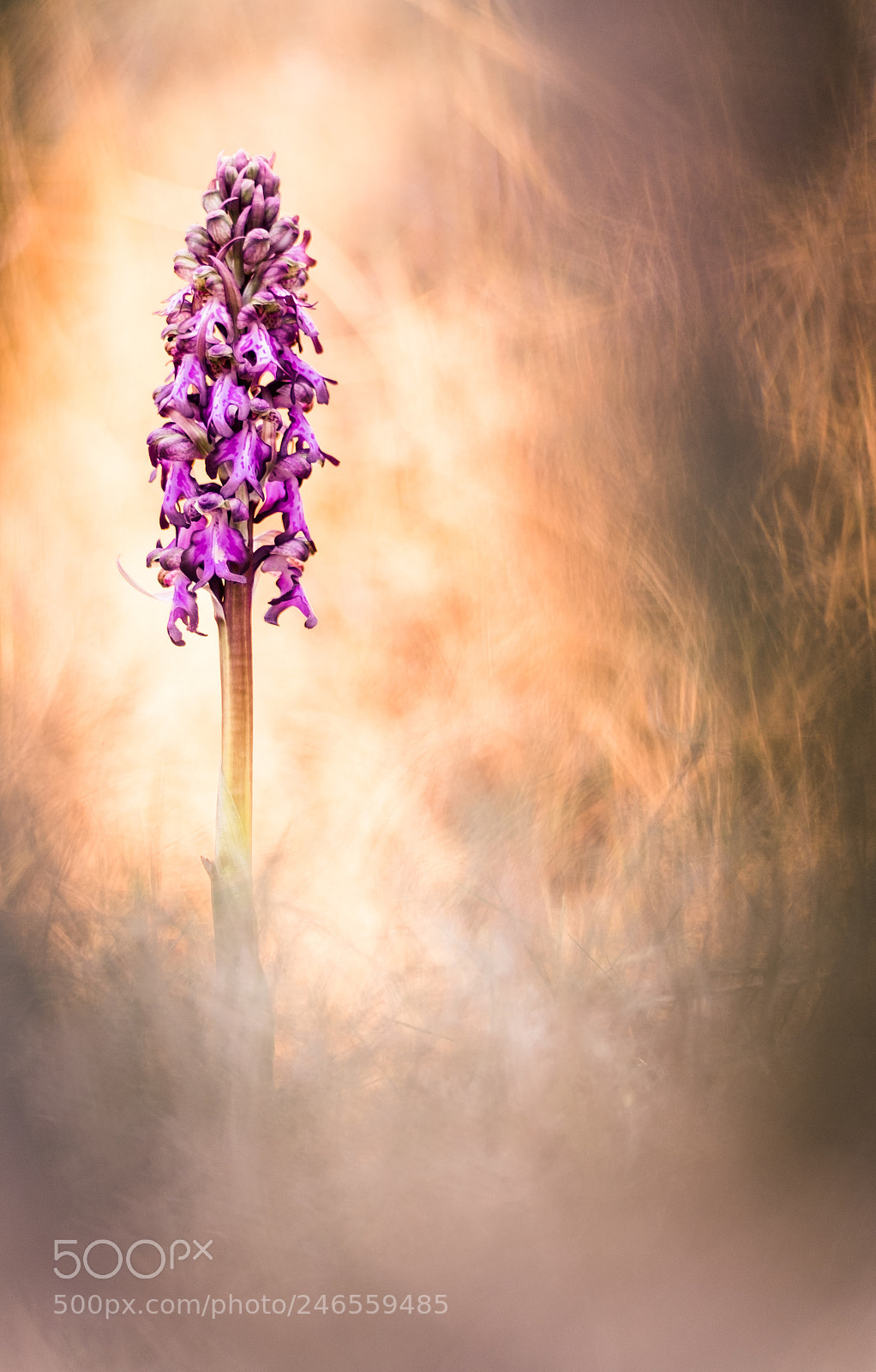 Fujifilm X-T10 sample photo. Himmantoglossum robertianum 18´ photography