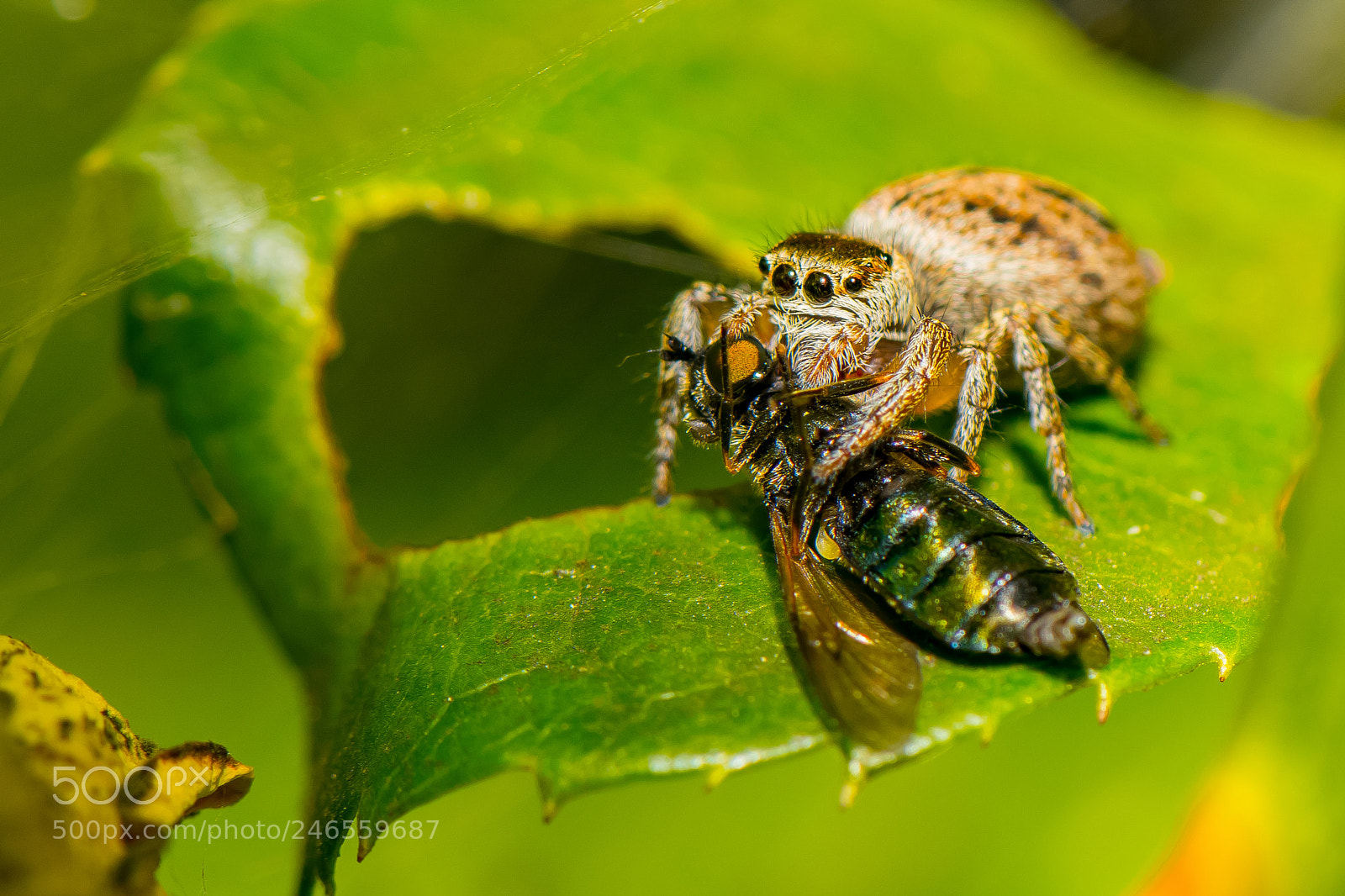 Nikon D500 sample photo. Jumping spider photography