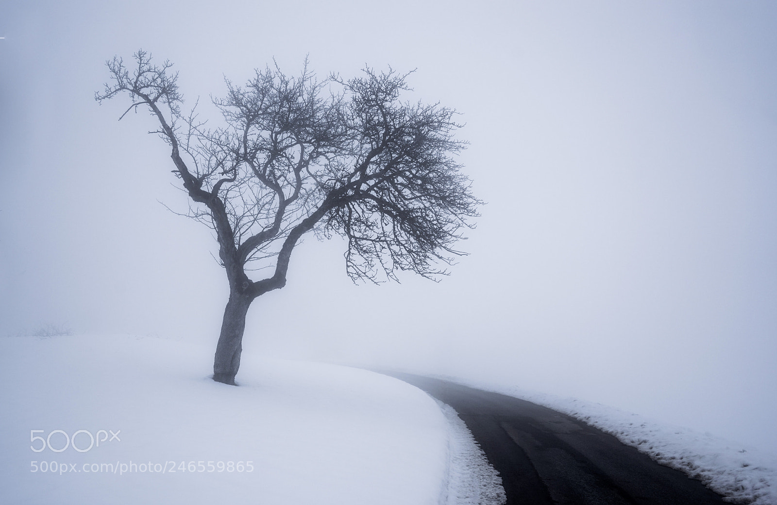 Sony a7 sample photo. Misty winter photography