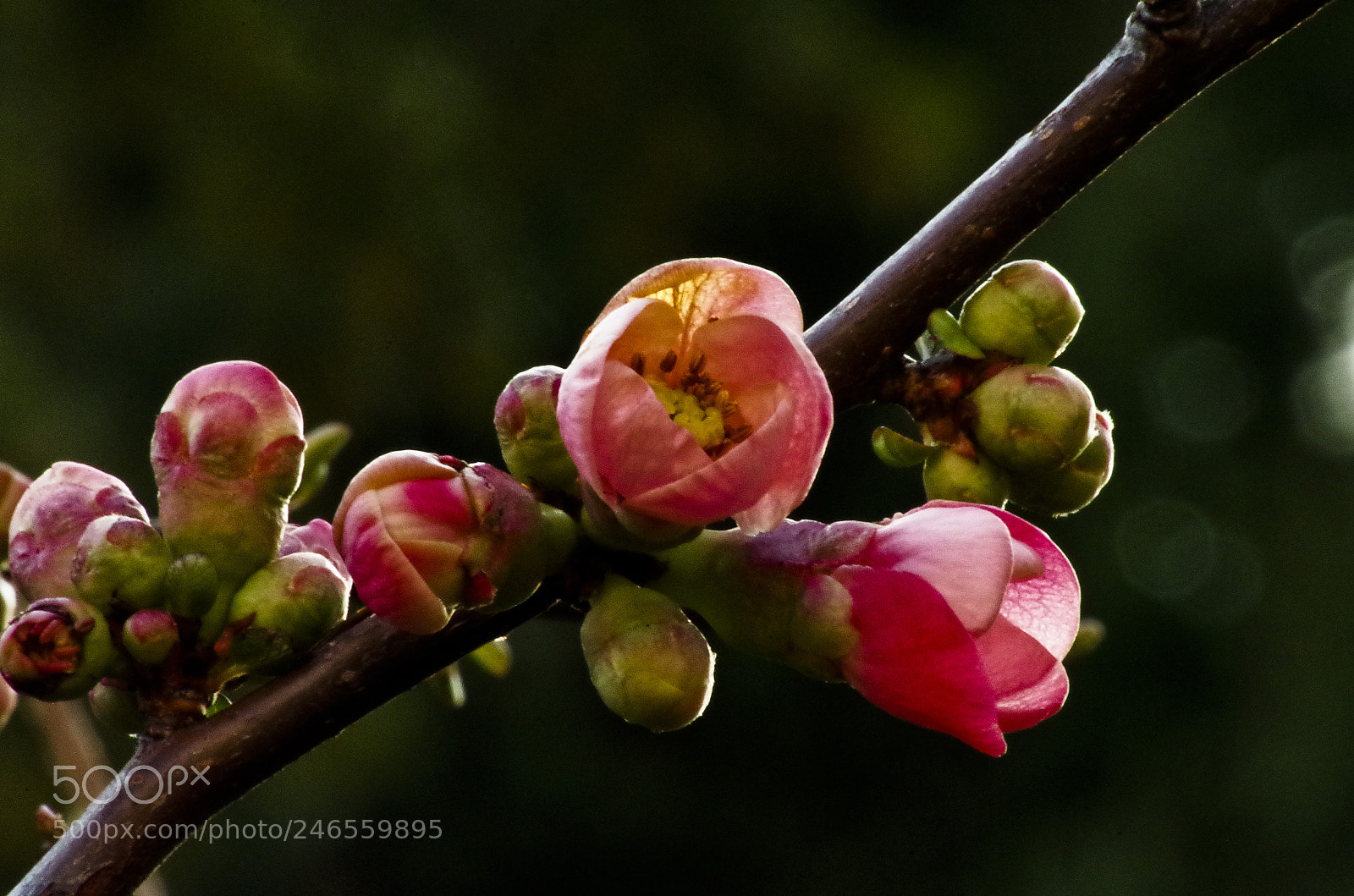 Pentax K-30 sample photo. First blossoms photography