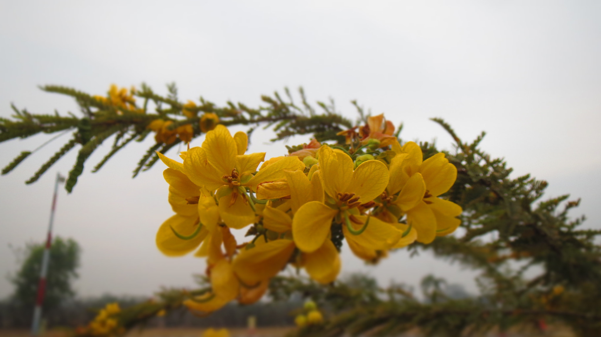 Canon PowerShot ELPH 530 HS (IXUS 510 HS / IXY 1) sample photo. Blooming flowers photography