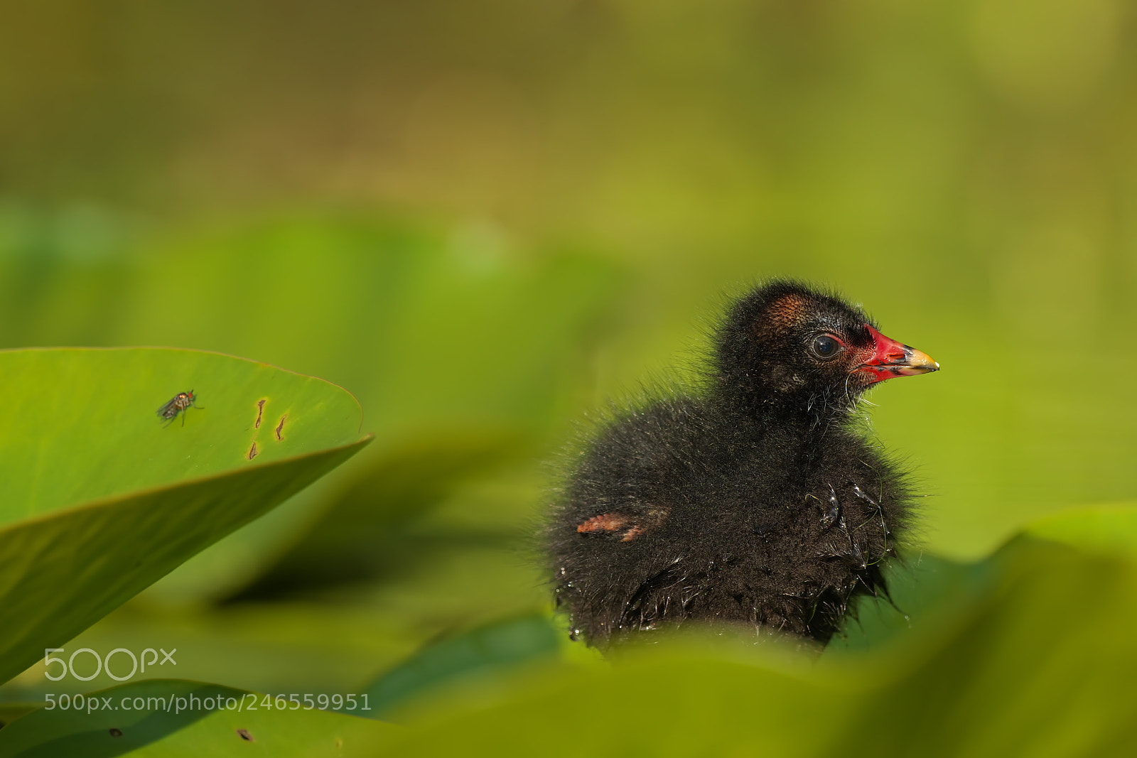 Pentax K-1 sample photo. Gallinula chloropus... photography