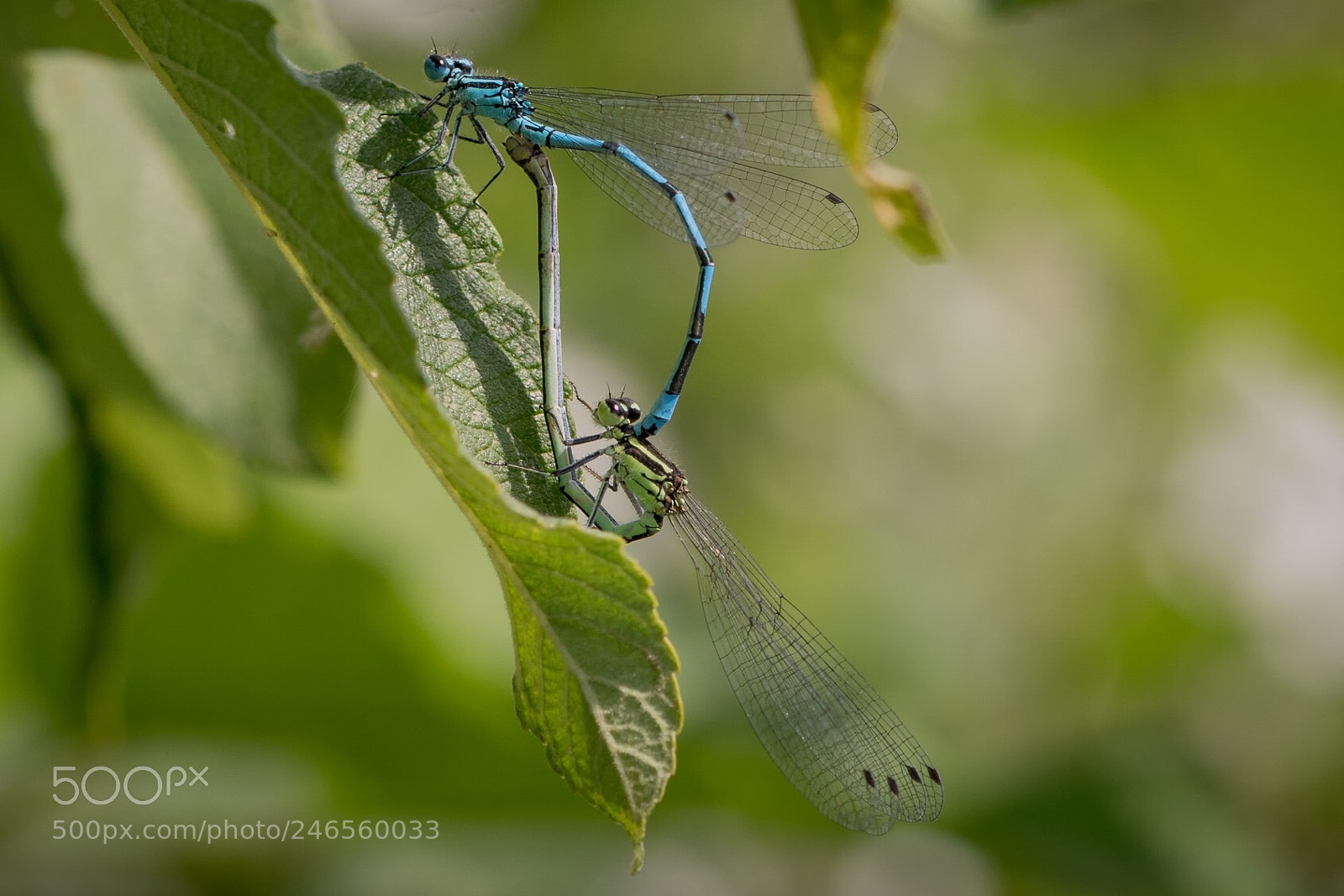 Canon EOS 7D Mark II sample photo. Damselflies photography