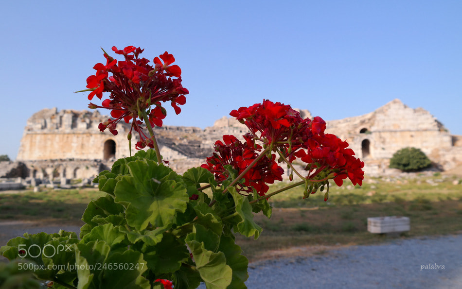Samsung NX30 sample photo. ... photography