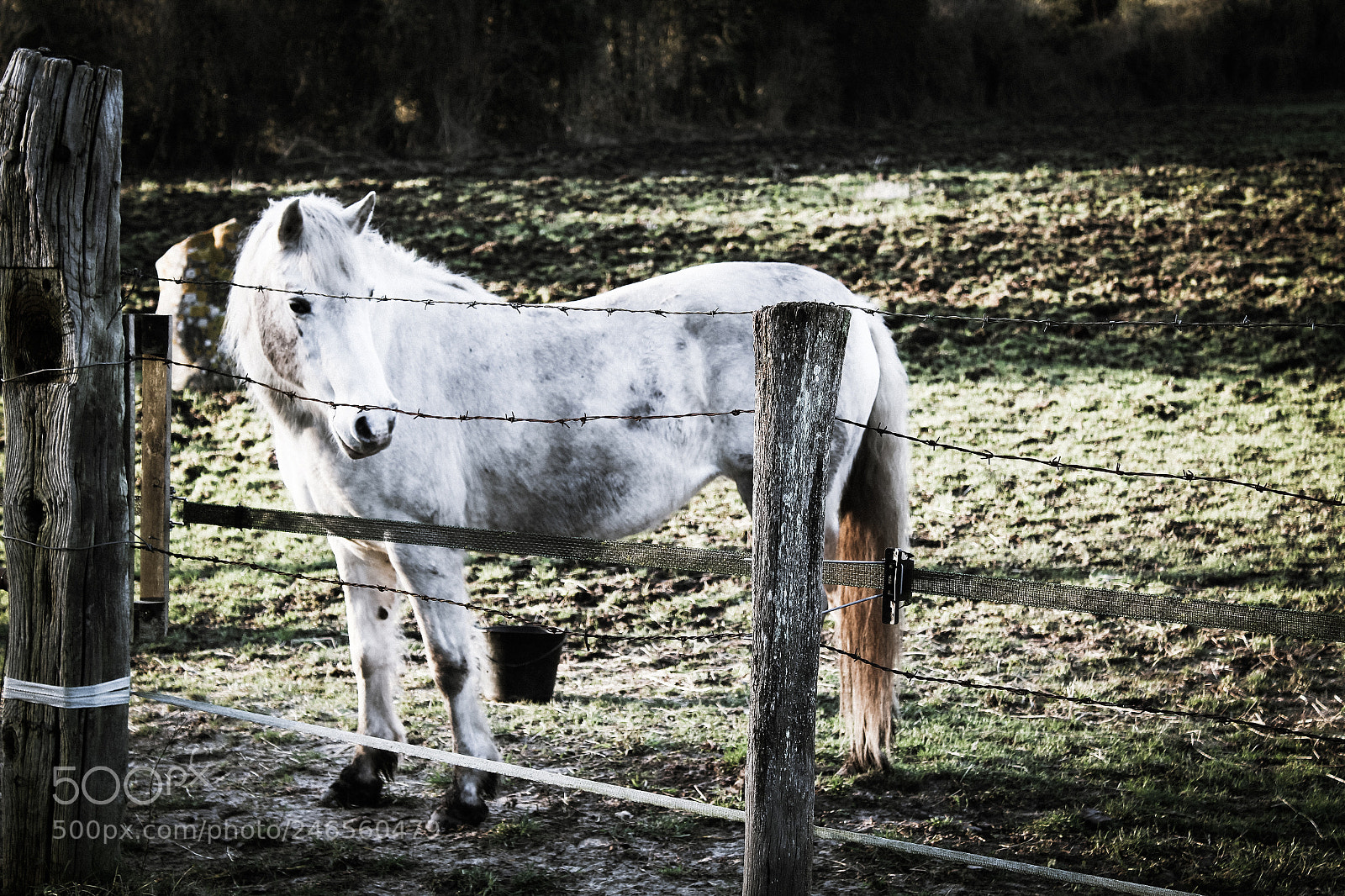 Canon EOS 1300D (EOS Rebel T6 / EOS Kiss X80) sample photo. White horse photography