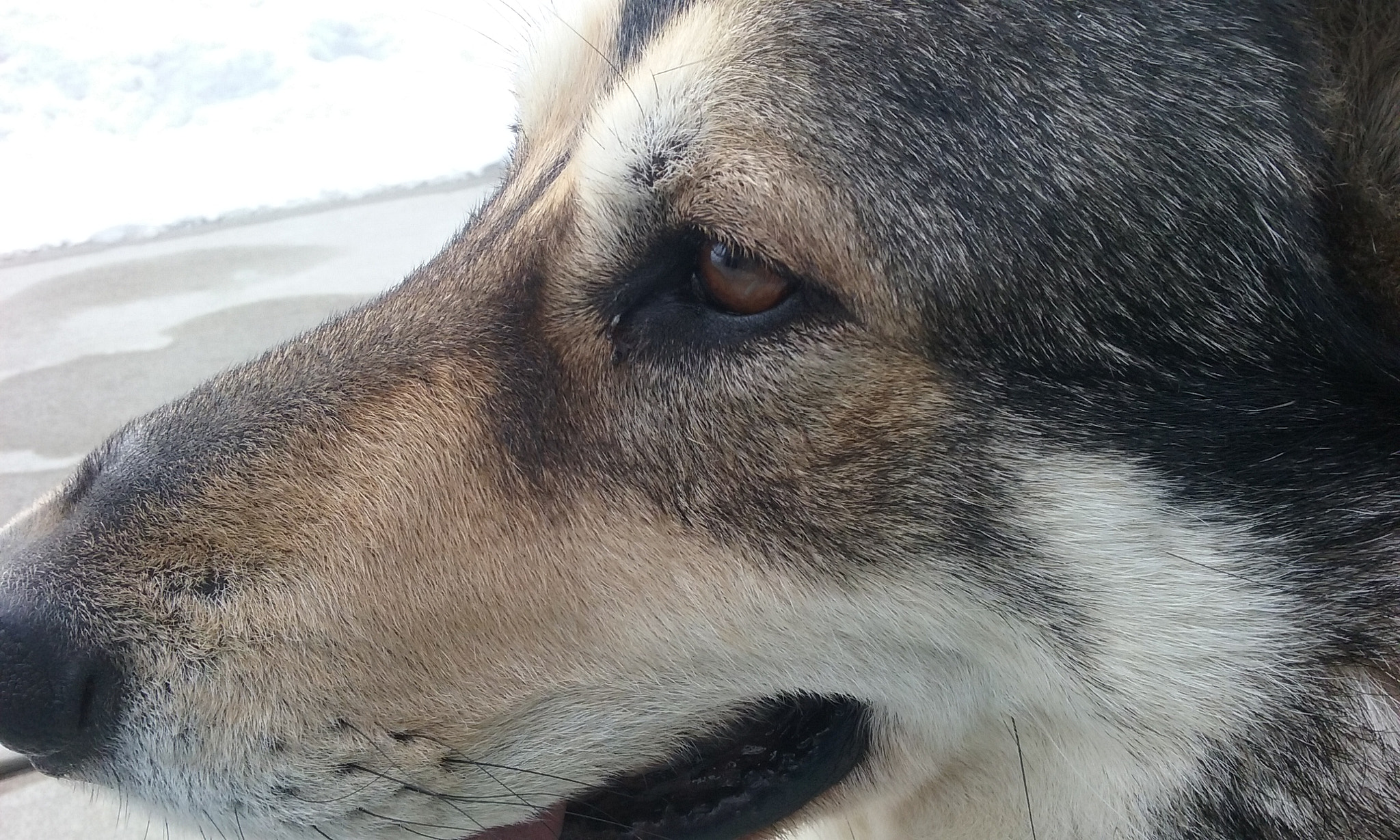 Samsung Galaxy Core Prime sample photo. -puppy- photography