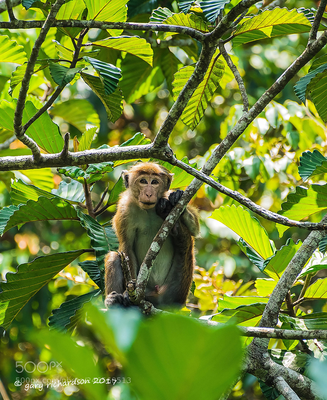 Nikon D810 sample photo. Toque macaque sri lanka () photography