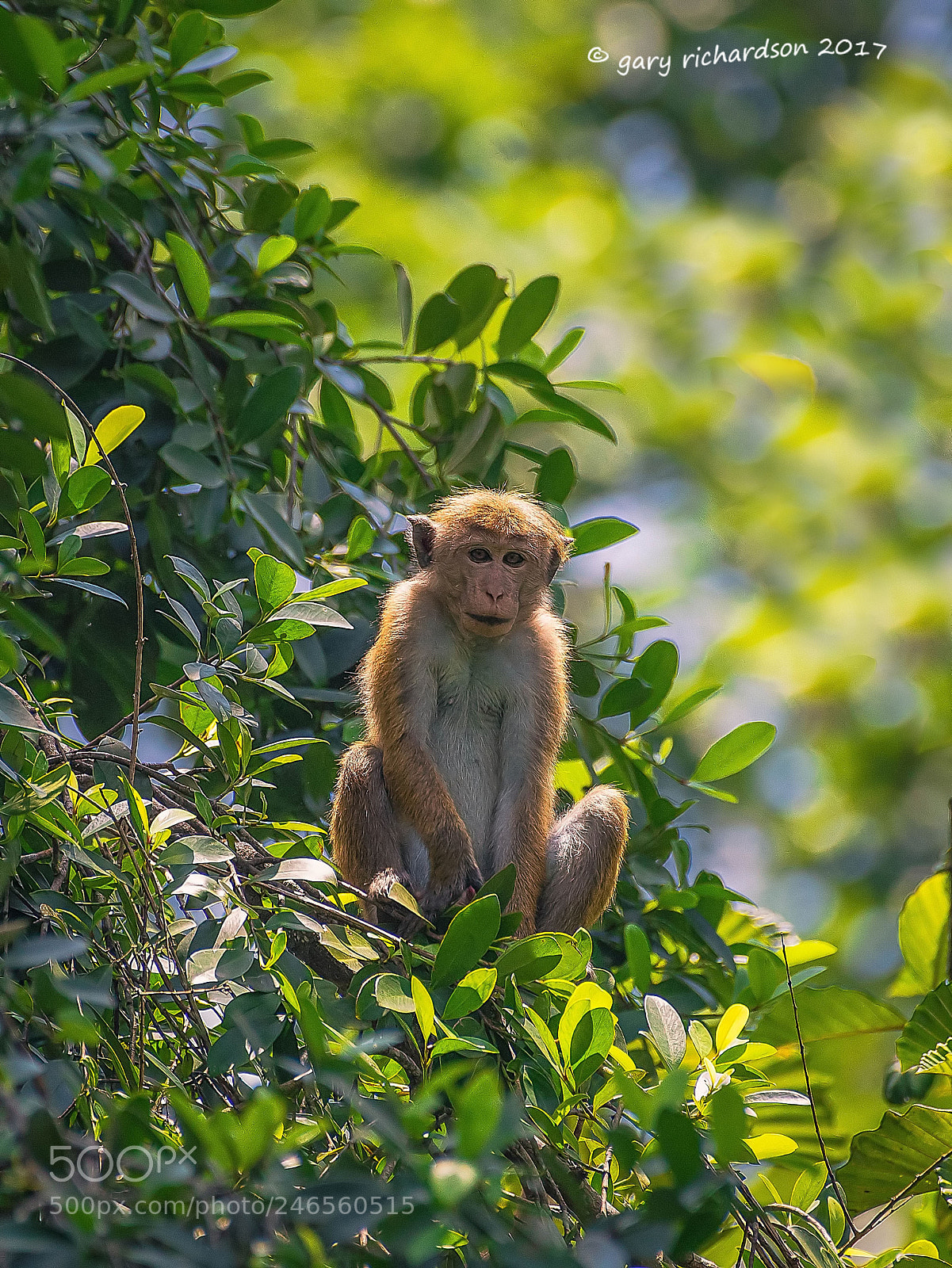 Nikon D810 sample photo. Toque macaque sri lanka () photography