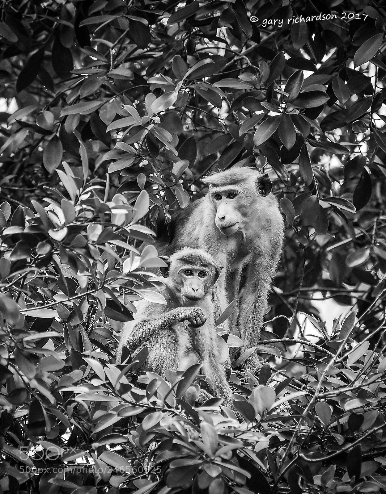 Nikon D810 sample photo. Toque macaque sri lanka () photography