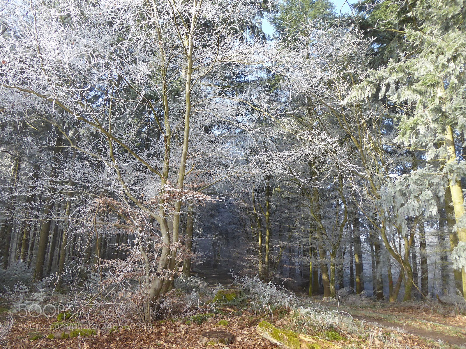Panasonic Lumix DMC-ZS50 (Lumix DMC-TZ70) sample photo. Winter in the forest photography