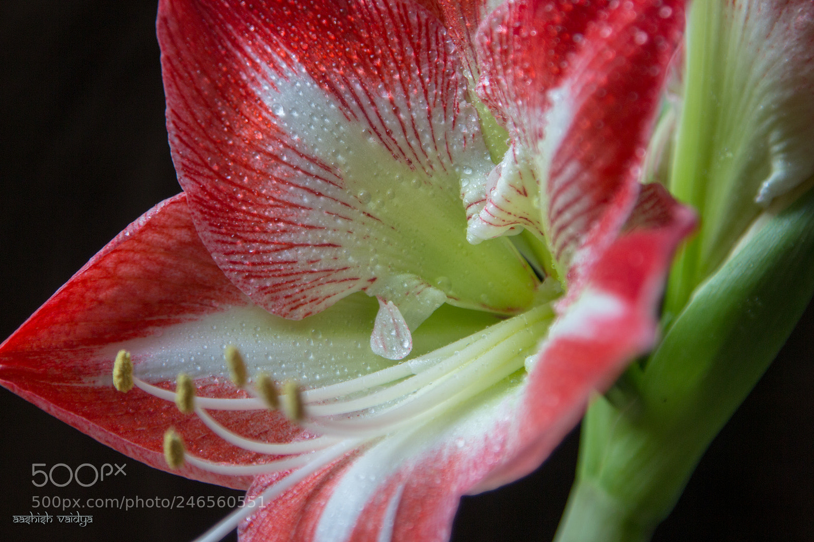 Canon EOS 600D (Rebel EOS T3i / EOS Kiss X5) sample photo. Details of amaryllis photography