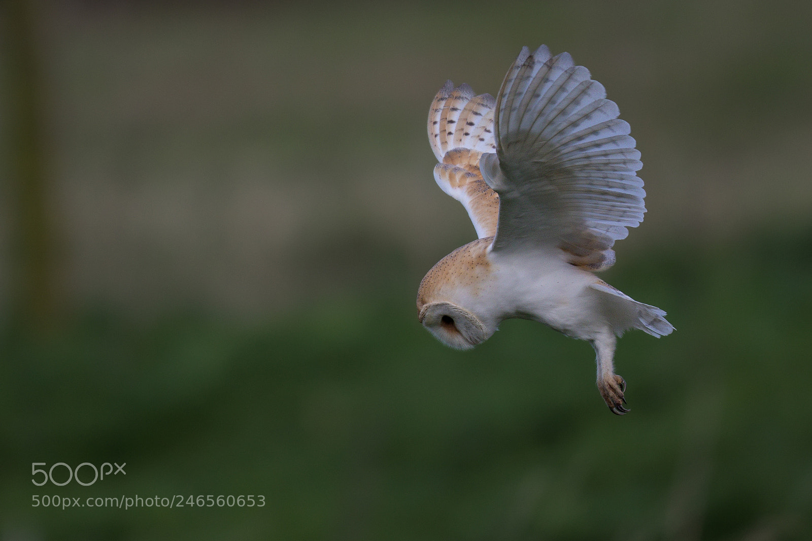 Canon EOS 7D Mark II sample photo. Barn owl photography