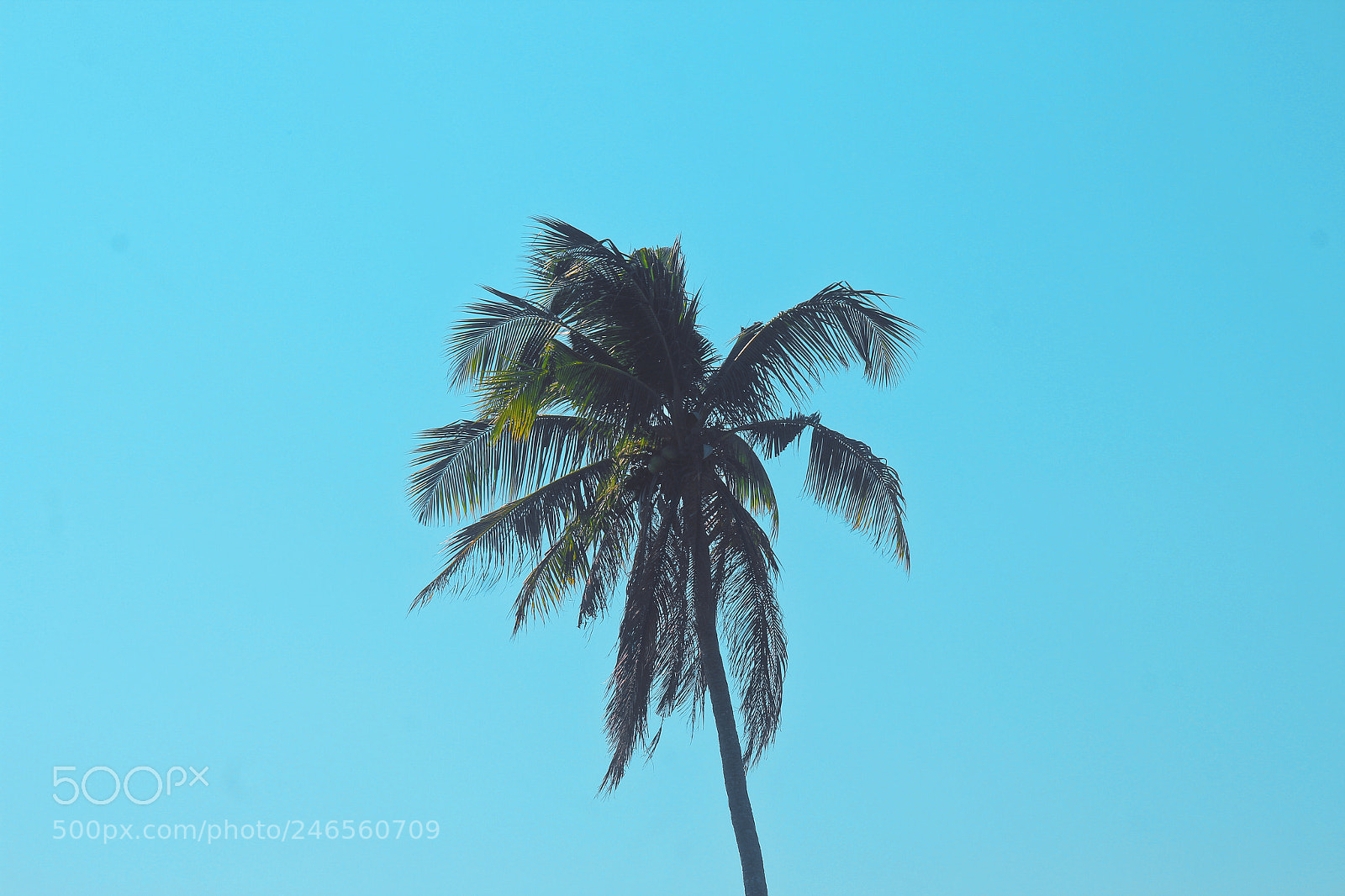 Canon EOS 550D (EOS Rebel T2i / EOS Kiss X4) sample photo. Island life photography