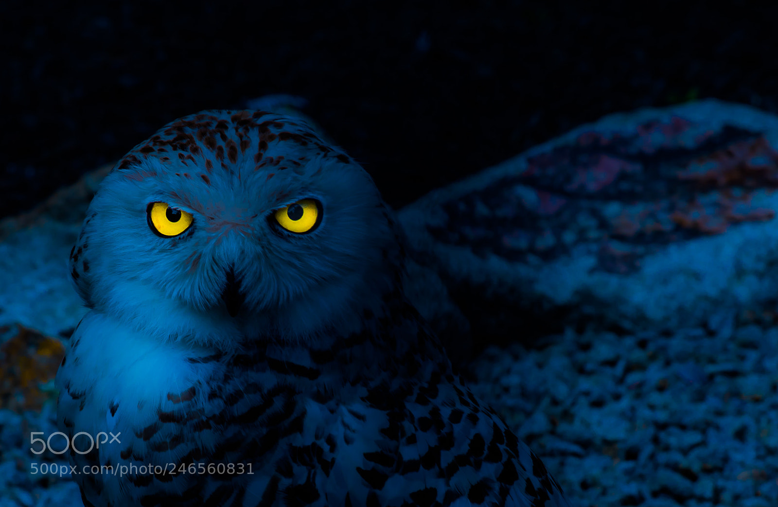 Nikon D810 sample photo. Snow owl photography
