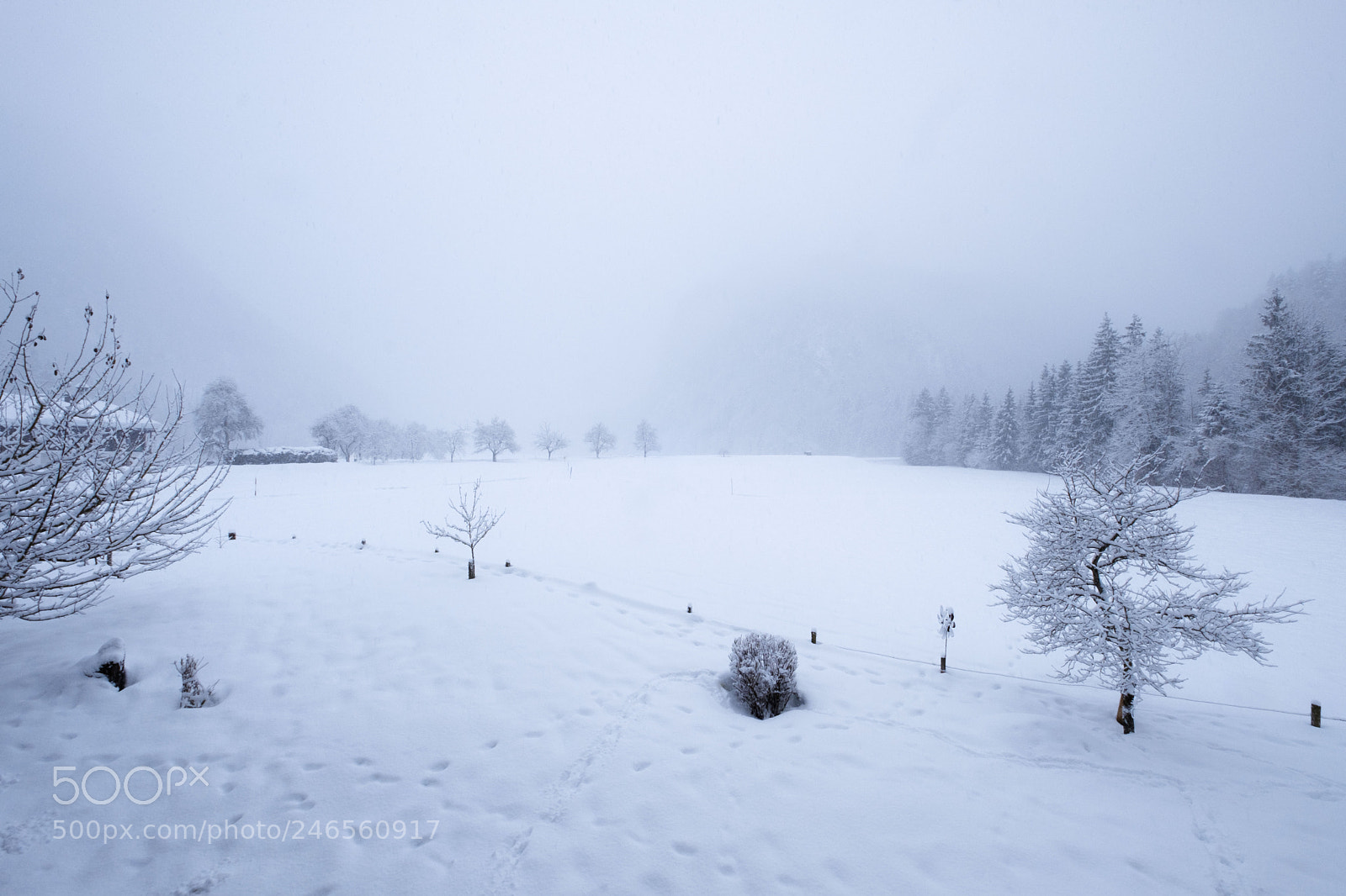 Fujifilm X-T2 sample photo. Griesenau whiteout photography