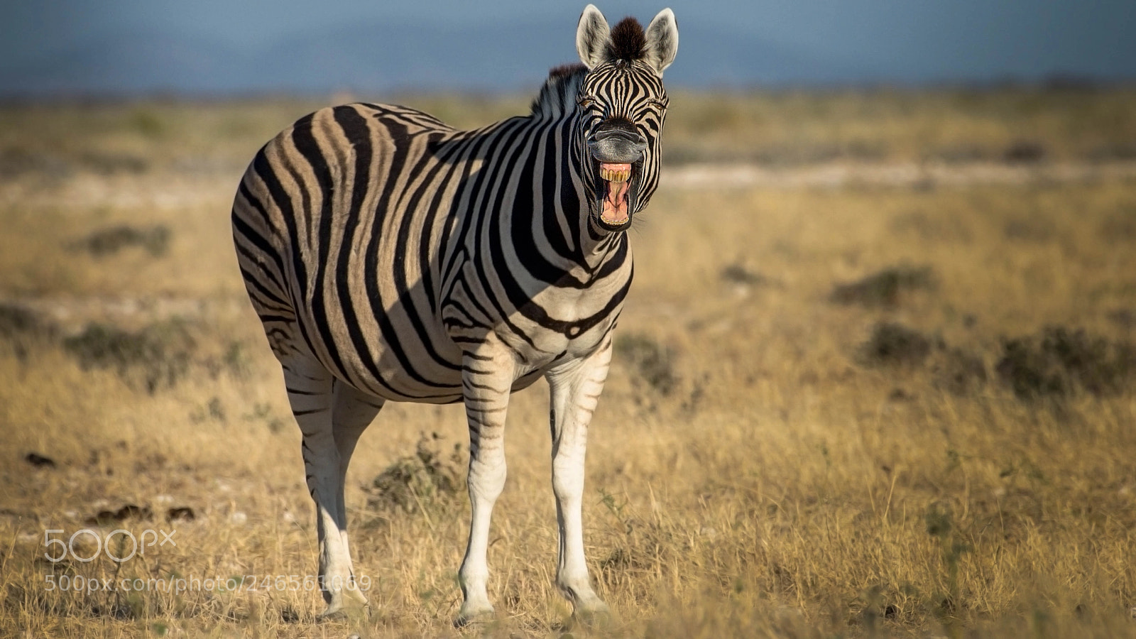 Pentax K-5 II sample photo. Happy zebra photography