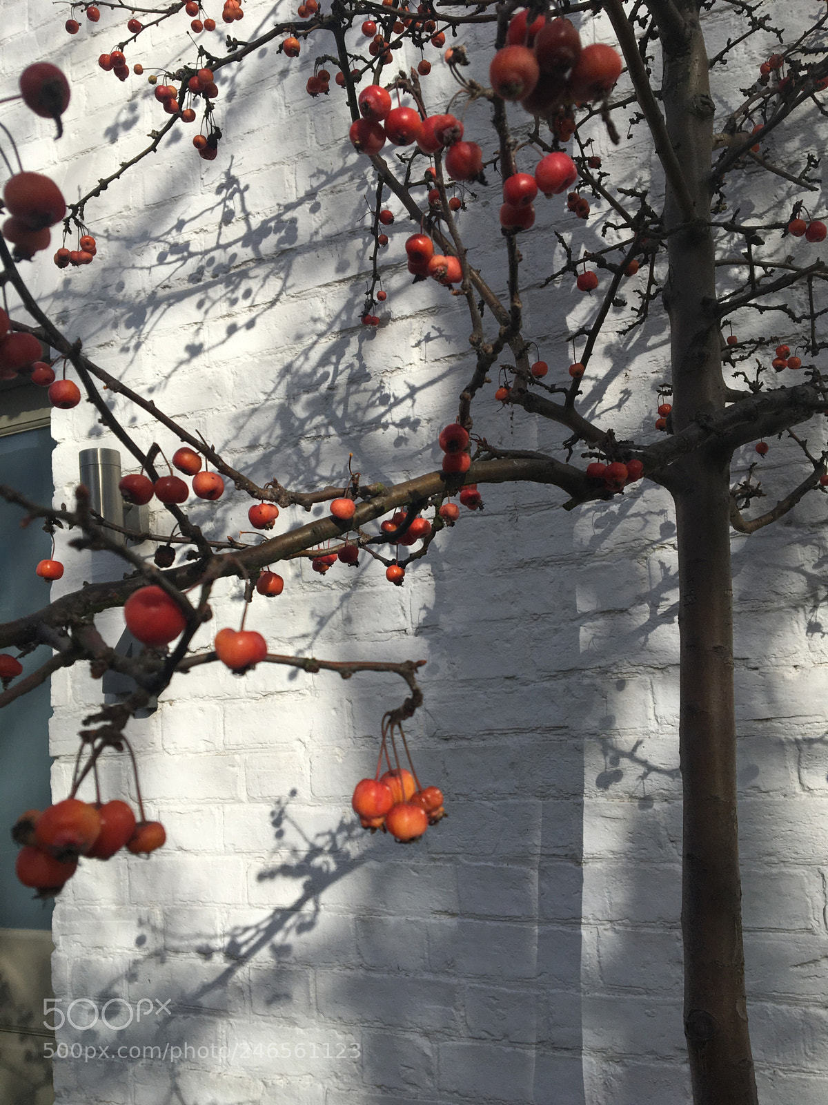 Apple iPhone 6s sample photo. Untitled photography