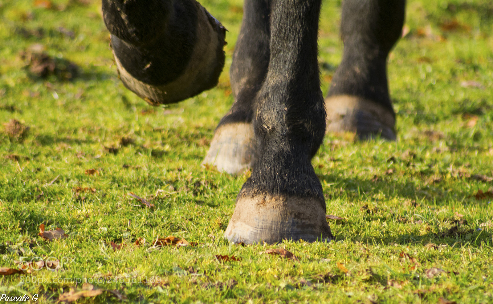 Nikon D7100 sample photo. Hooves photography