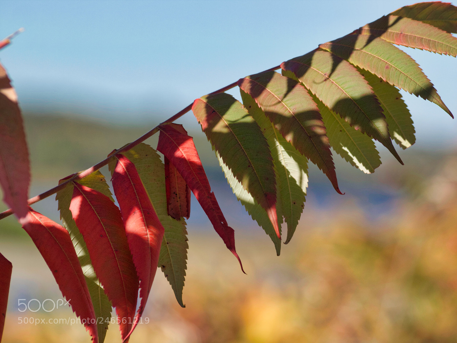 Olympus E-620 (EVOLT E-620) sample photo. Fall shadow and light photography