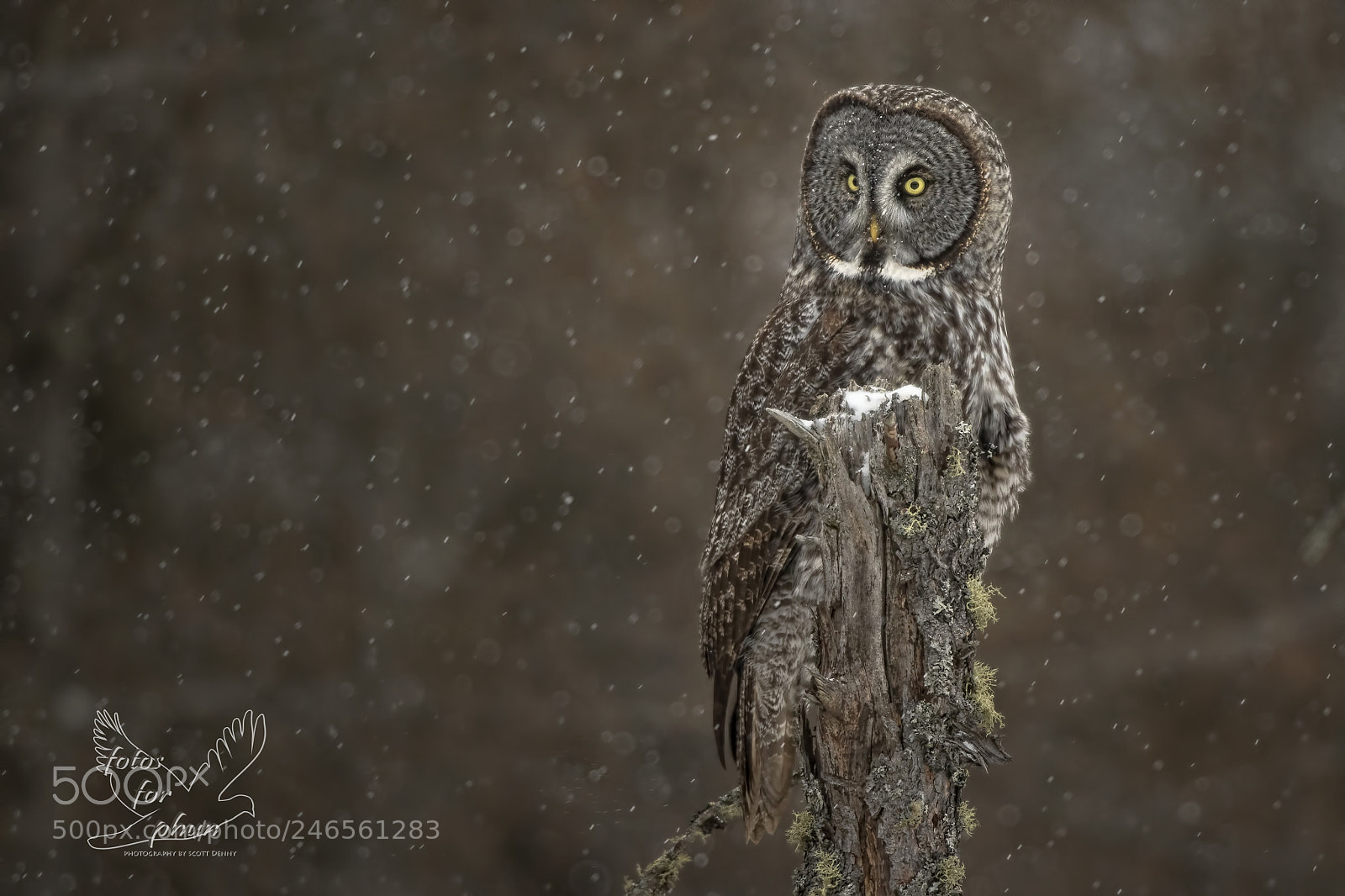 Canon EOS 7D Mark II sample photo. Snow stare photography