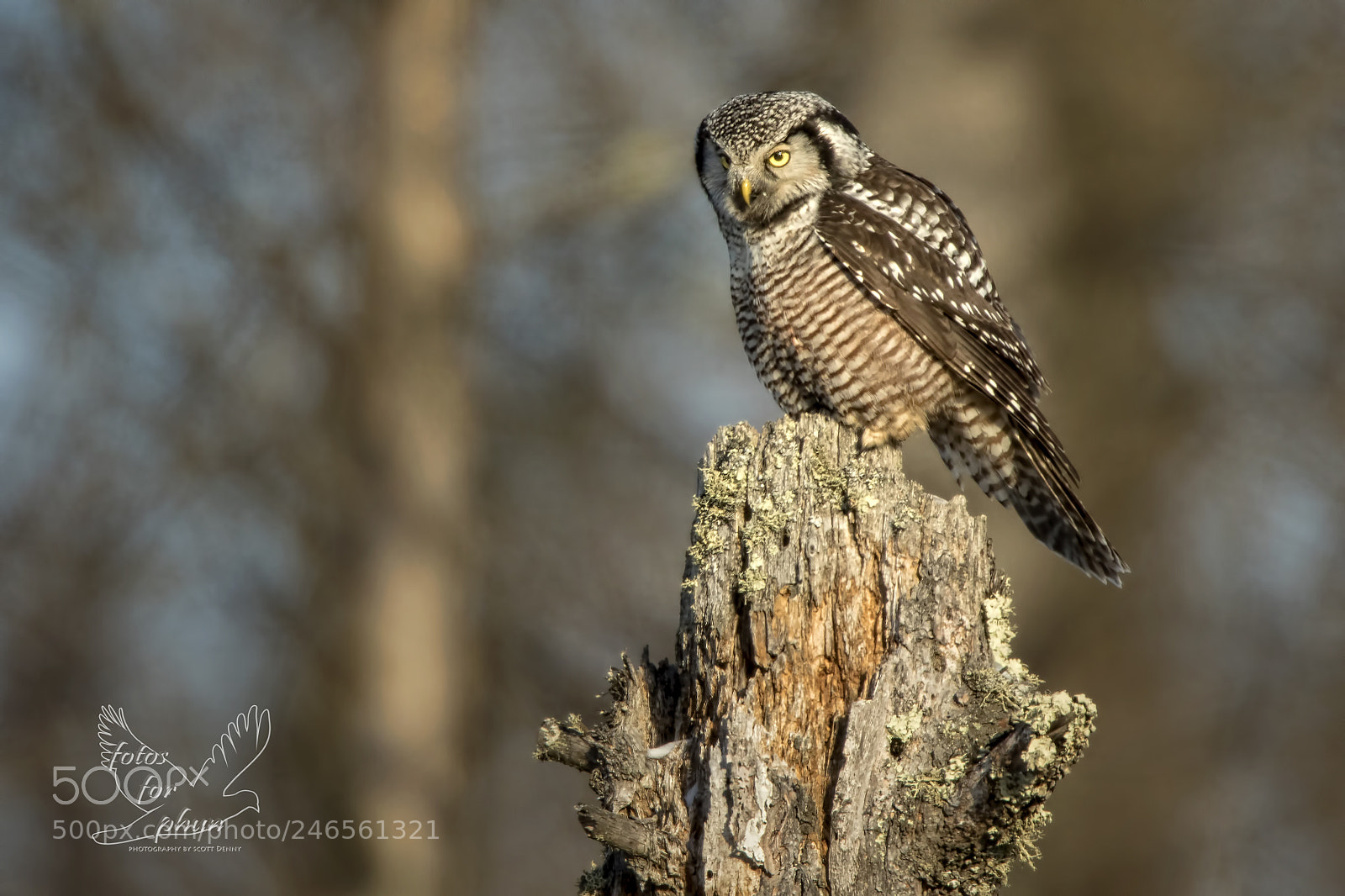 Canon EOS 7D Mark II sample photo. Watch tower photography