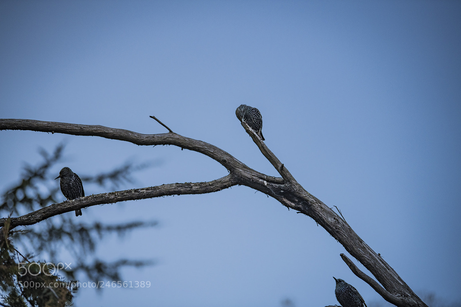 Nikon D850 sample photo. Three bird photography