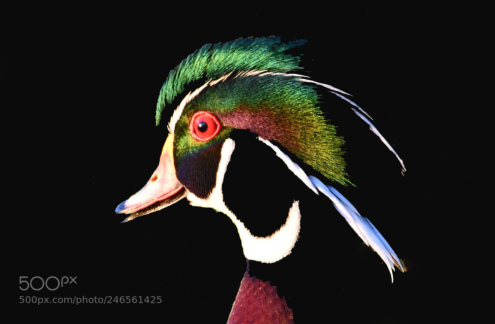 Nikon D500 sample photo. Wood duck photography