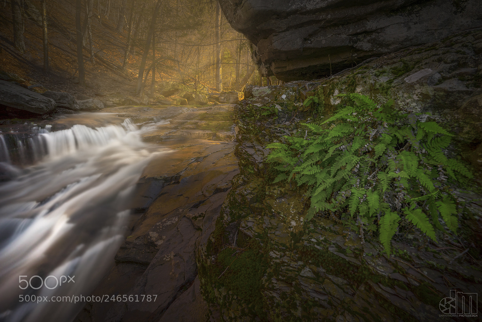 Sony a7 II sample photo. Fern gully photography