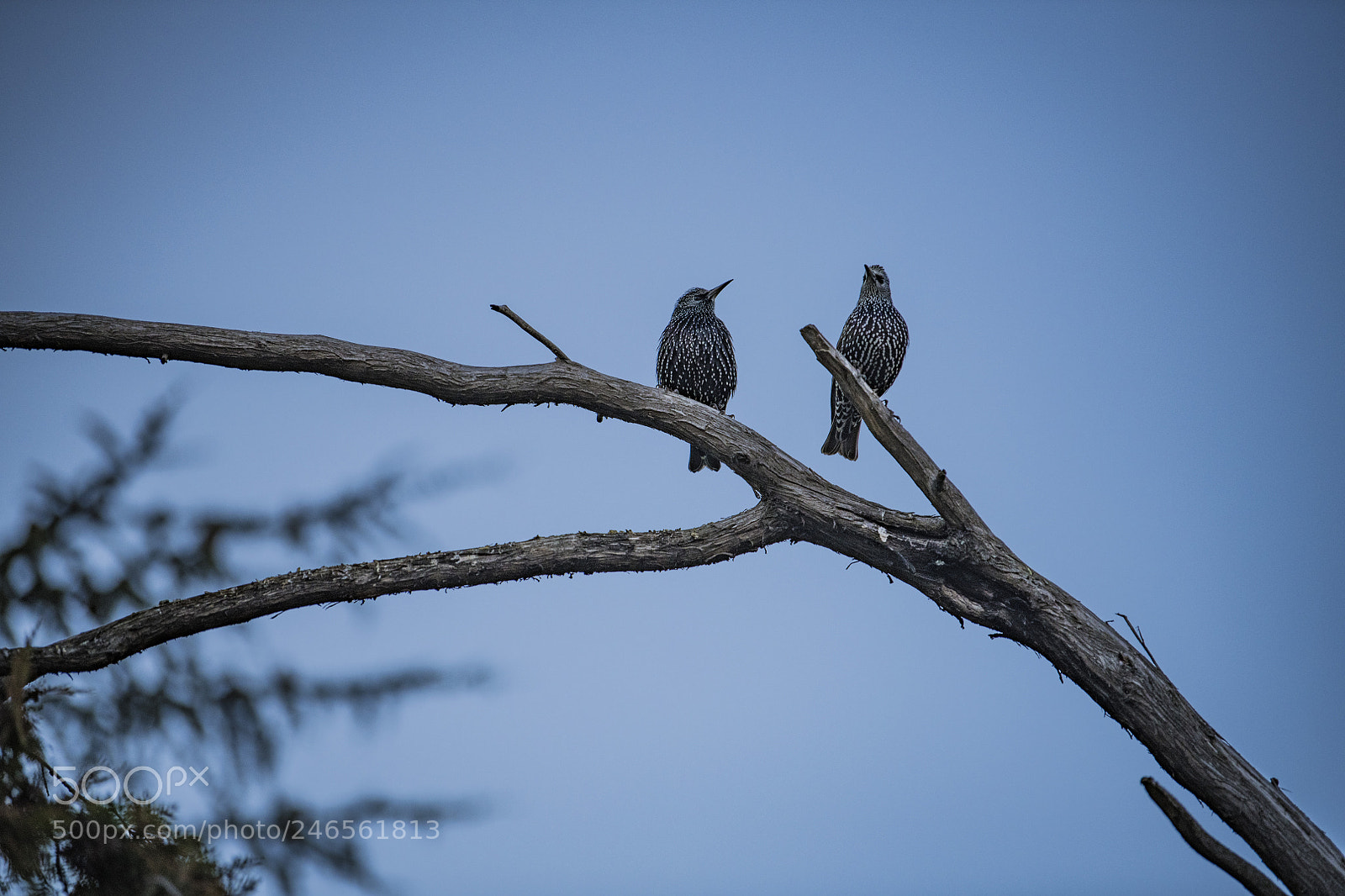 Nikon D850 sample photo. Two bird photography