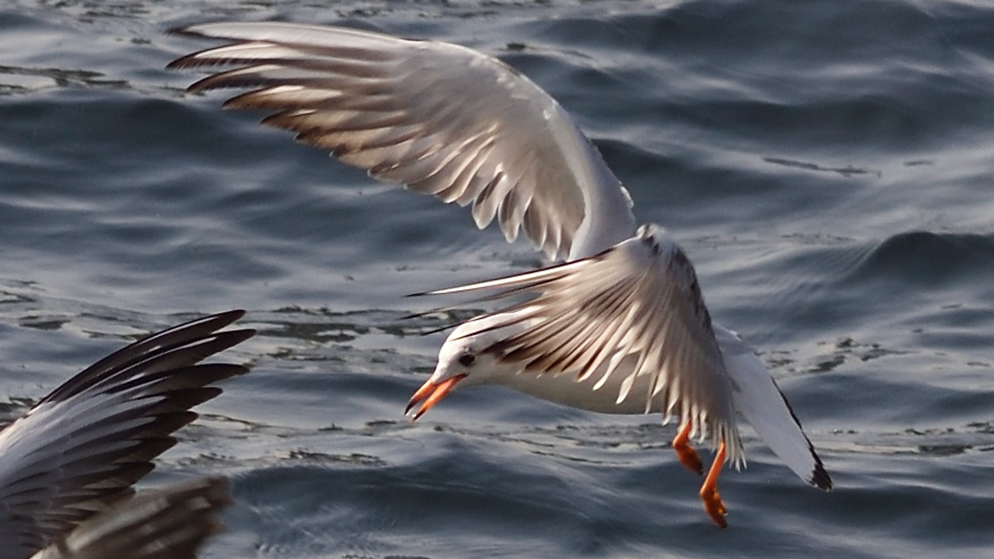 Nikon AF-S Nikkor 70-200mm F4G ED VR sample photo. Wings photography