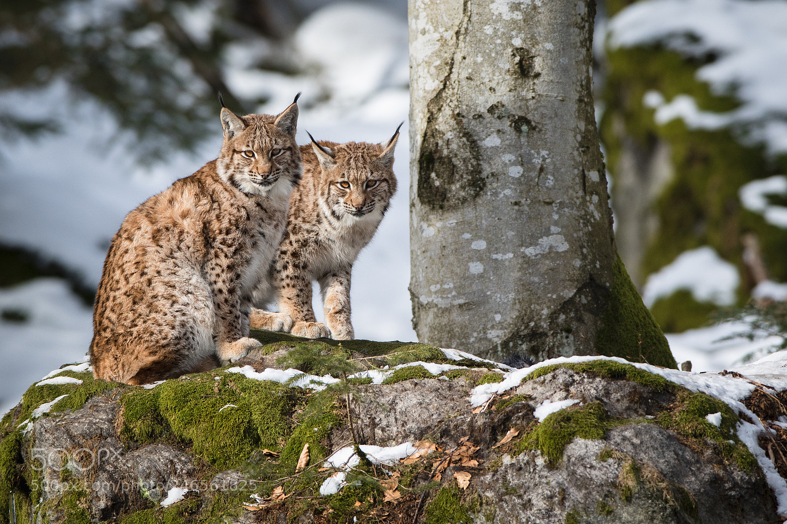 Canon EOS 7D Mark II sample photo. Lynx siblings photography